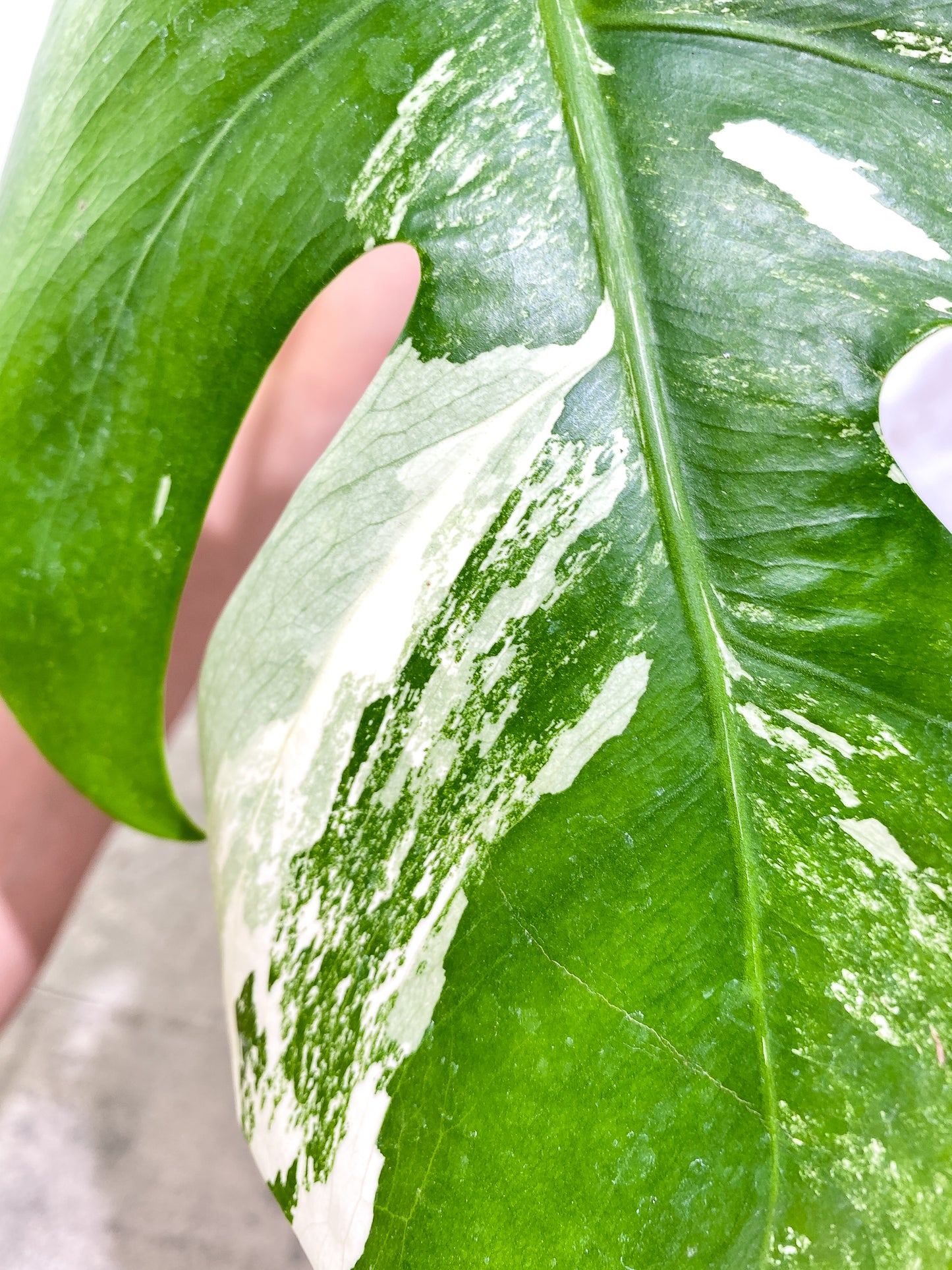 Monstera Albo Variegated 1 leaf fully rooted