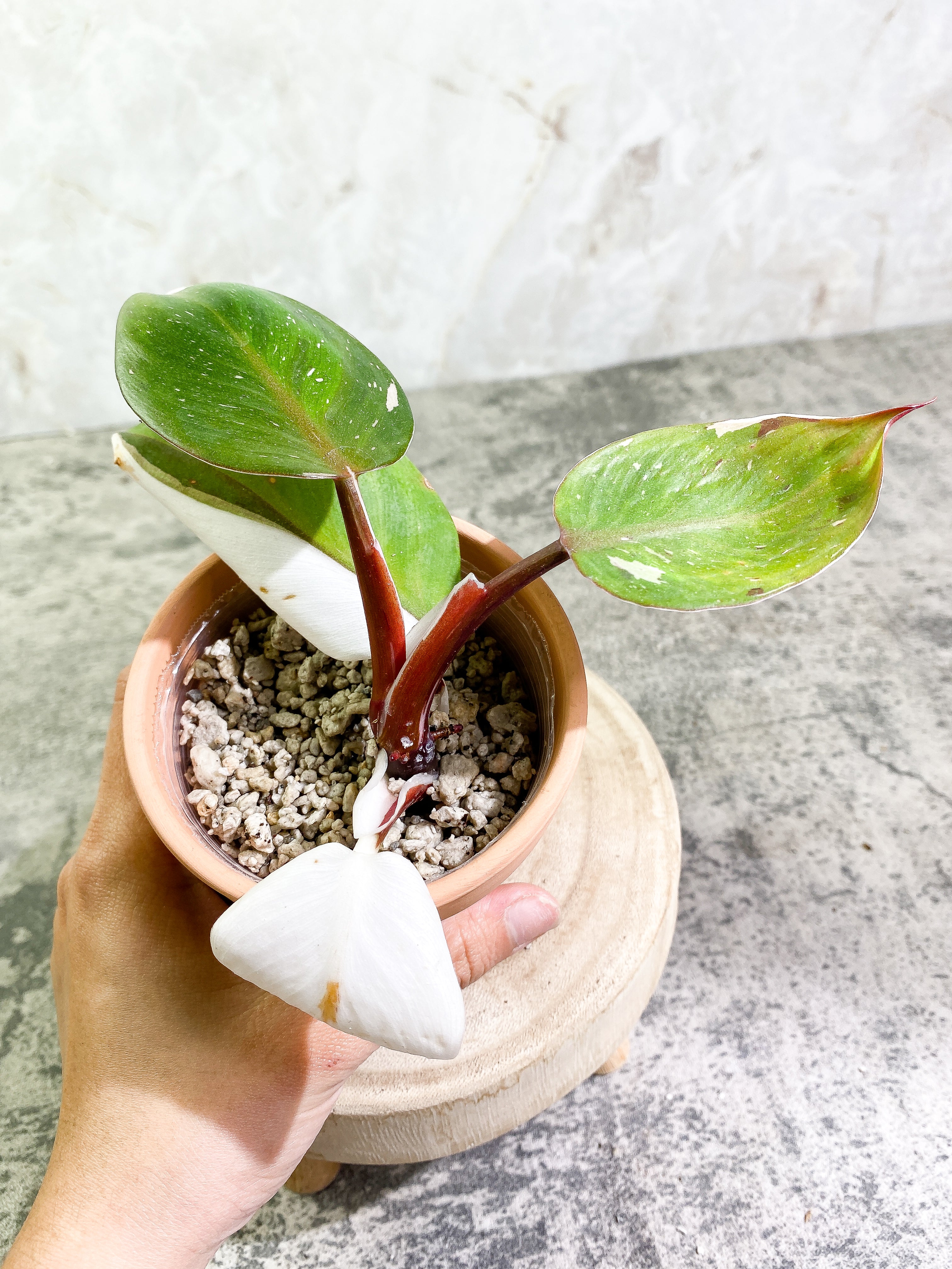 Philodendron White Knight tricolor   top cutting 4 leaves  rooting Highly Variegated