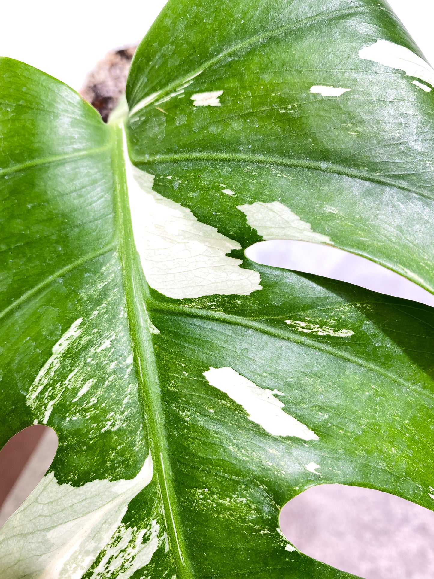 Monstera Albo Variegated 1 leaf fully rooted