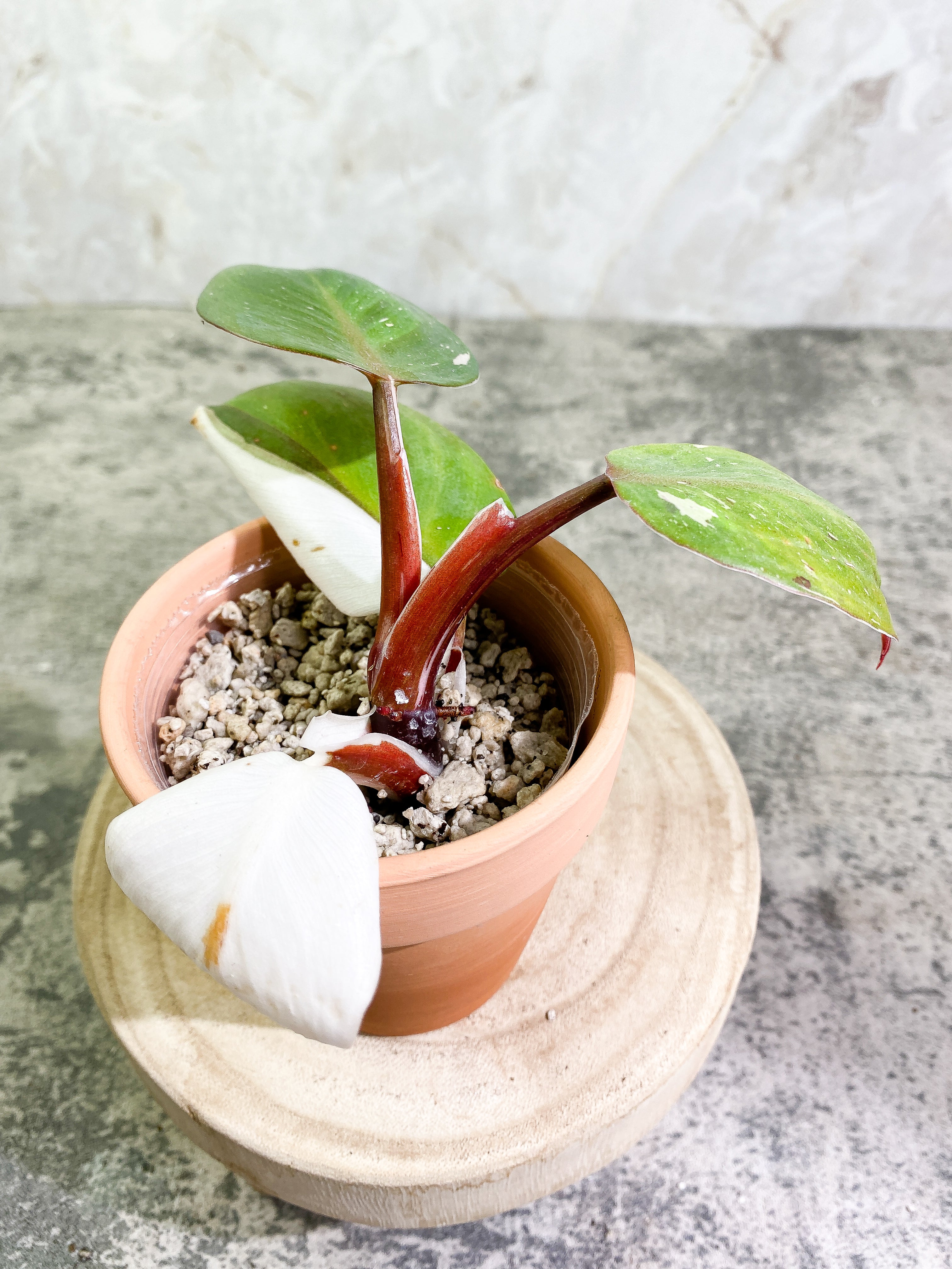 Philodendron White Knight tricolor   top cutting 4 leaves  rooting Highly Variegated