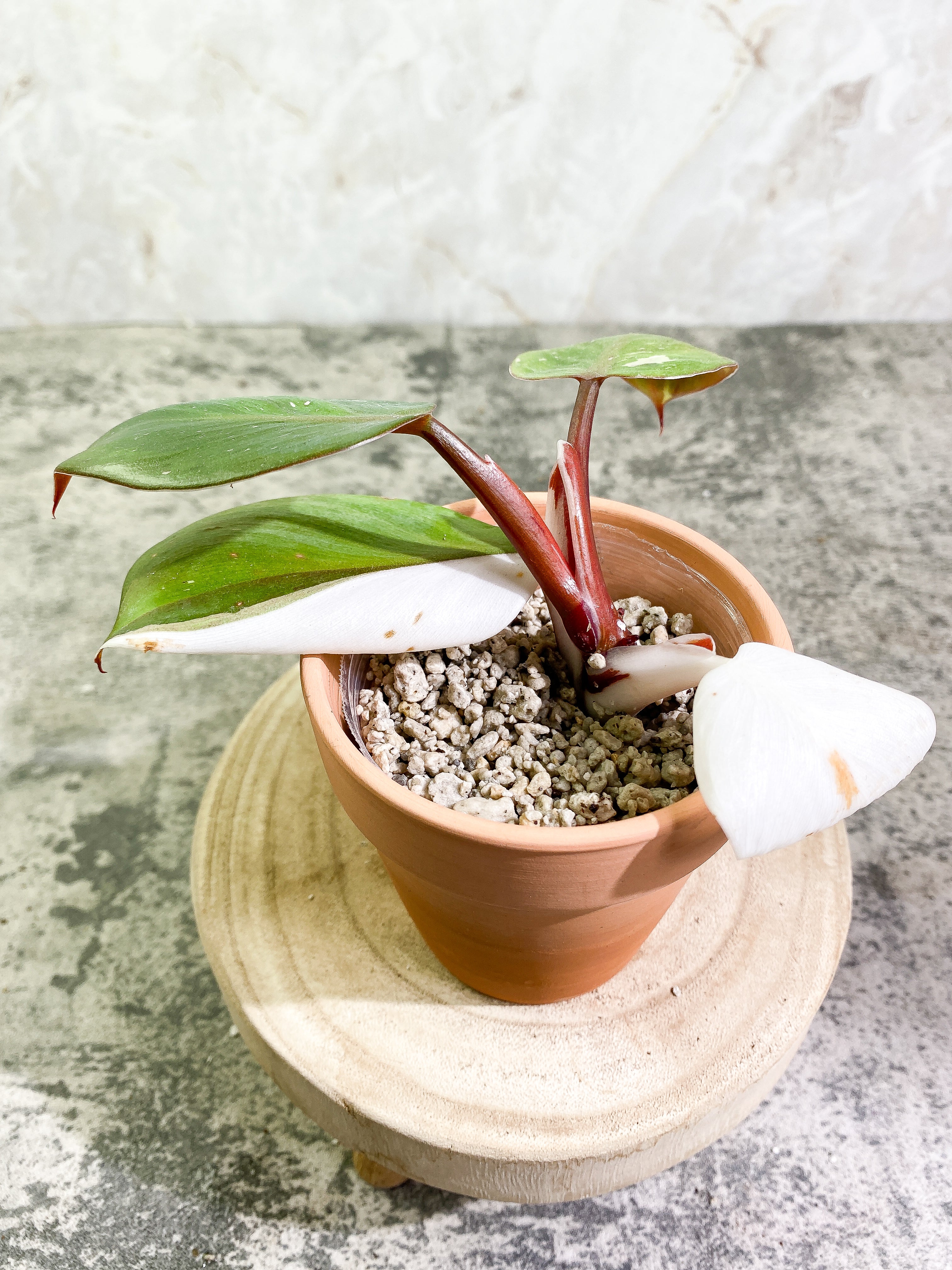 Philodendron White Knight tricolor   top cutting 4 leaves  rooting Highly Variegated