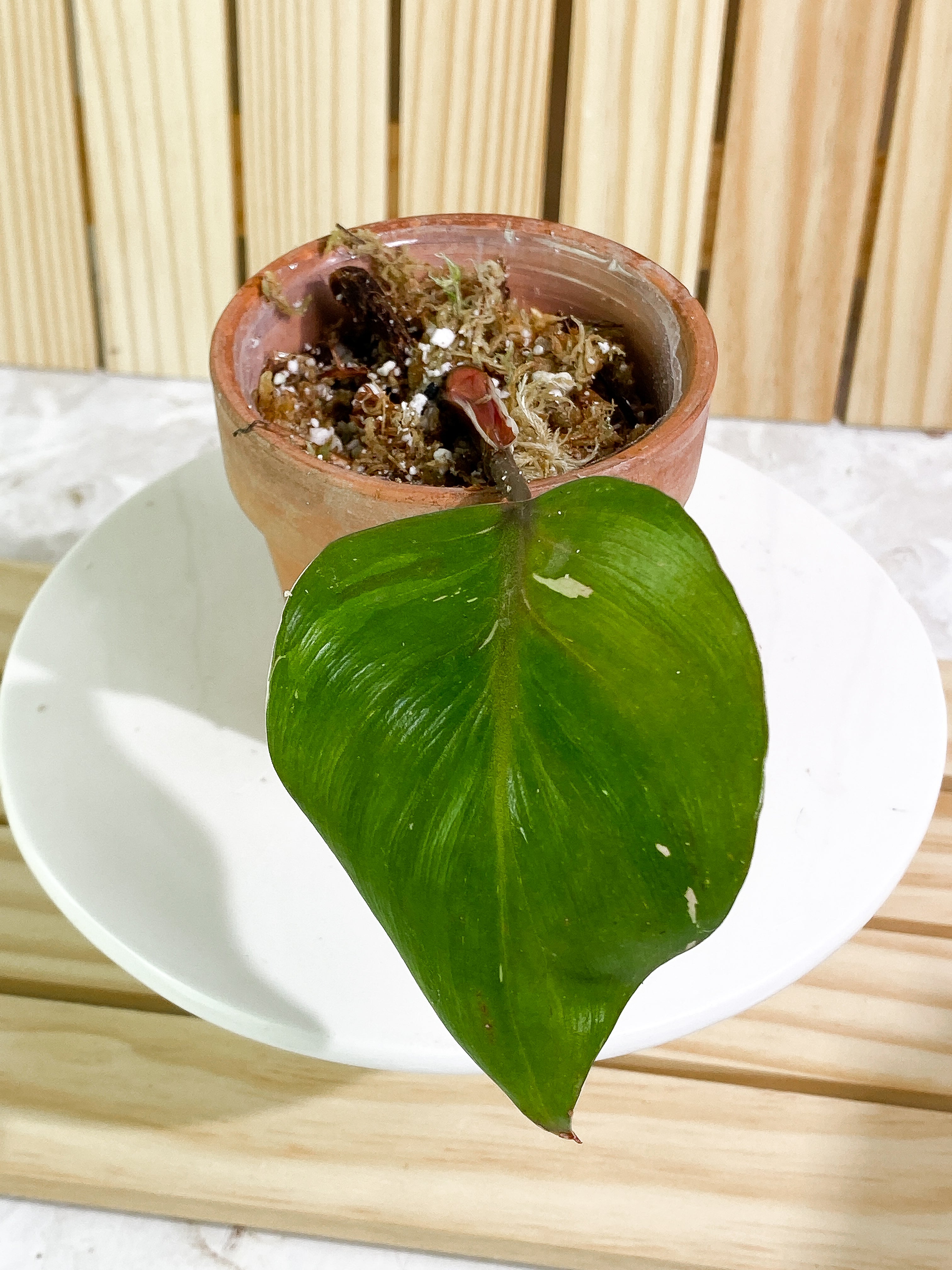 Philodendron White Knight tricolor Rooted 1 leaf