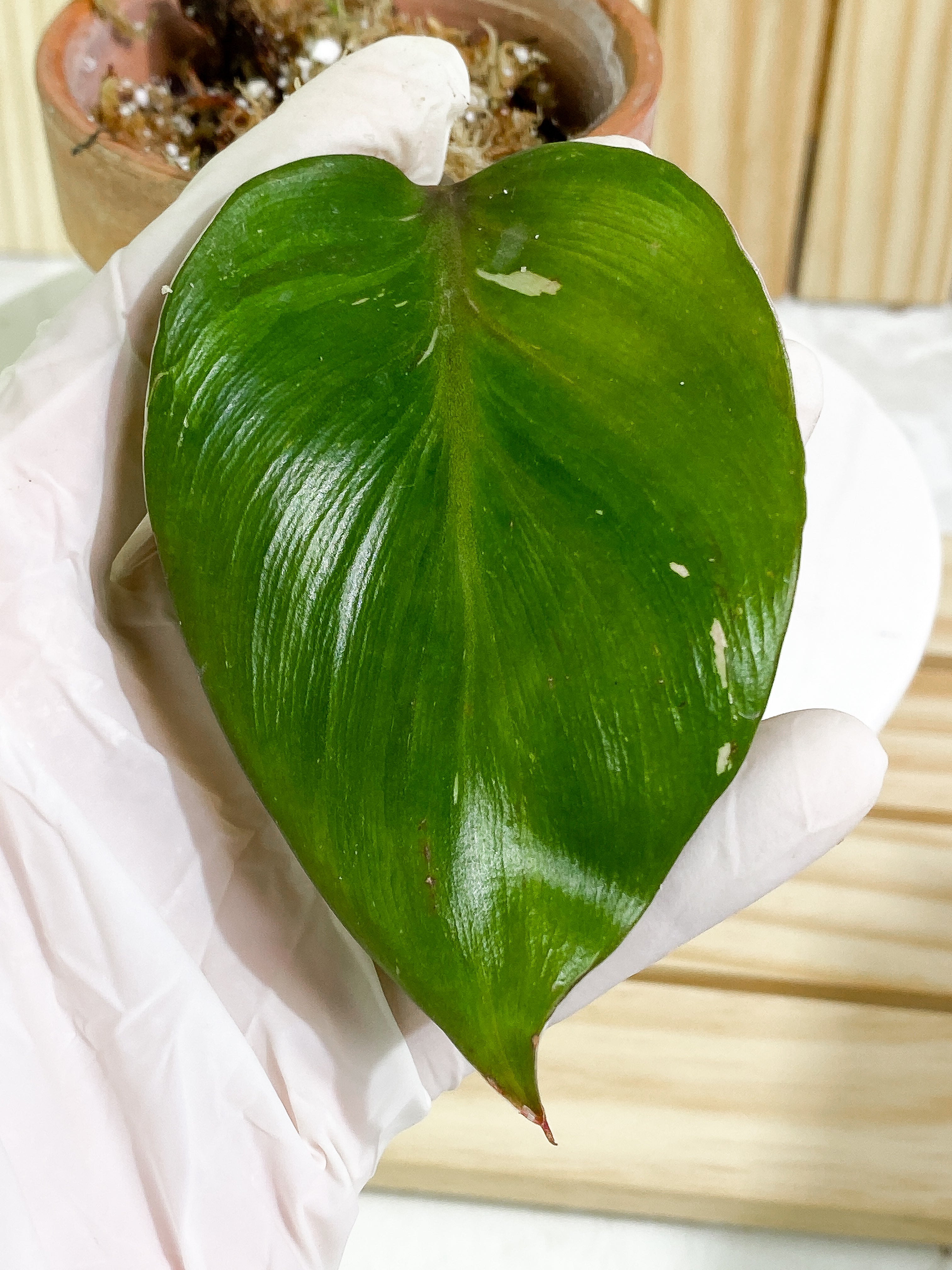 Philodendron White Knight tricolor Rooted 1 leaf