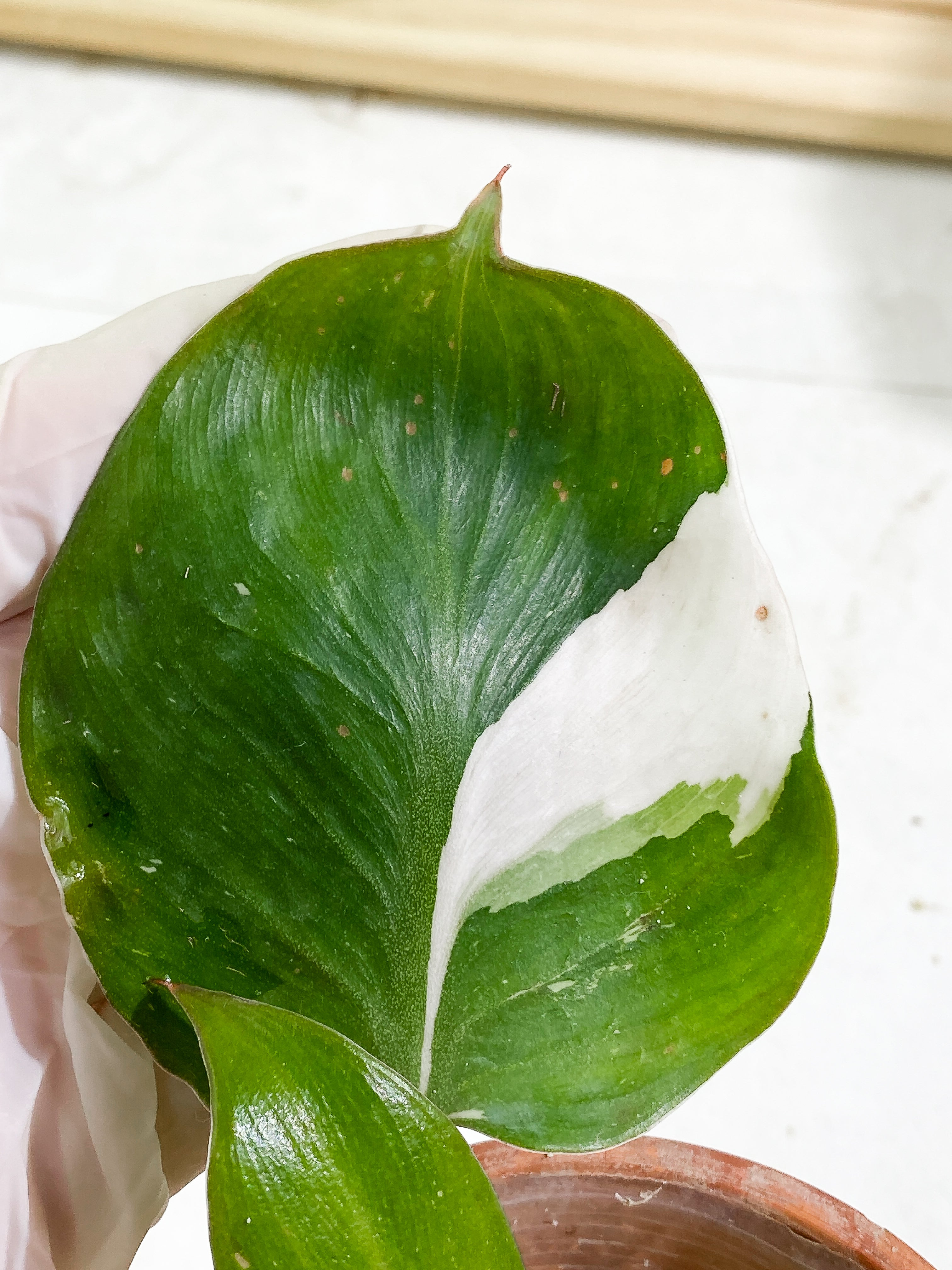 Philodendron White Knight tricolor Slightly Rooted 2 leaves