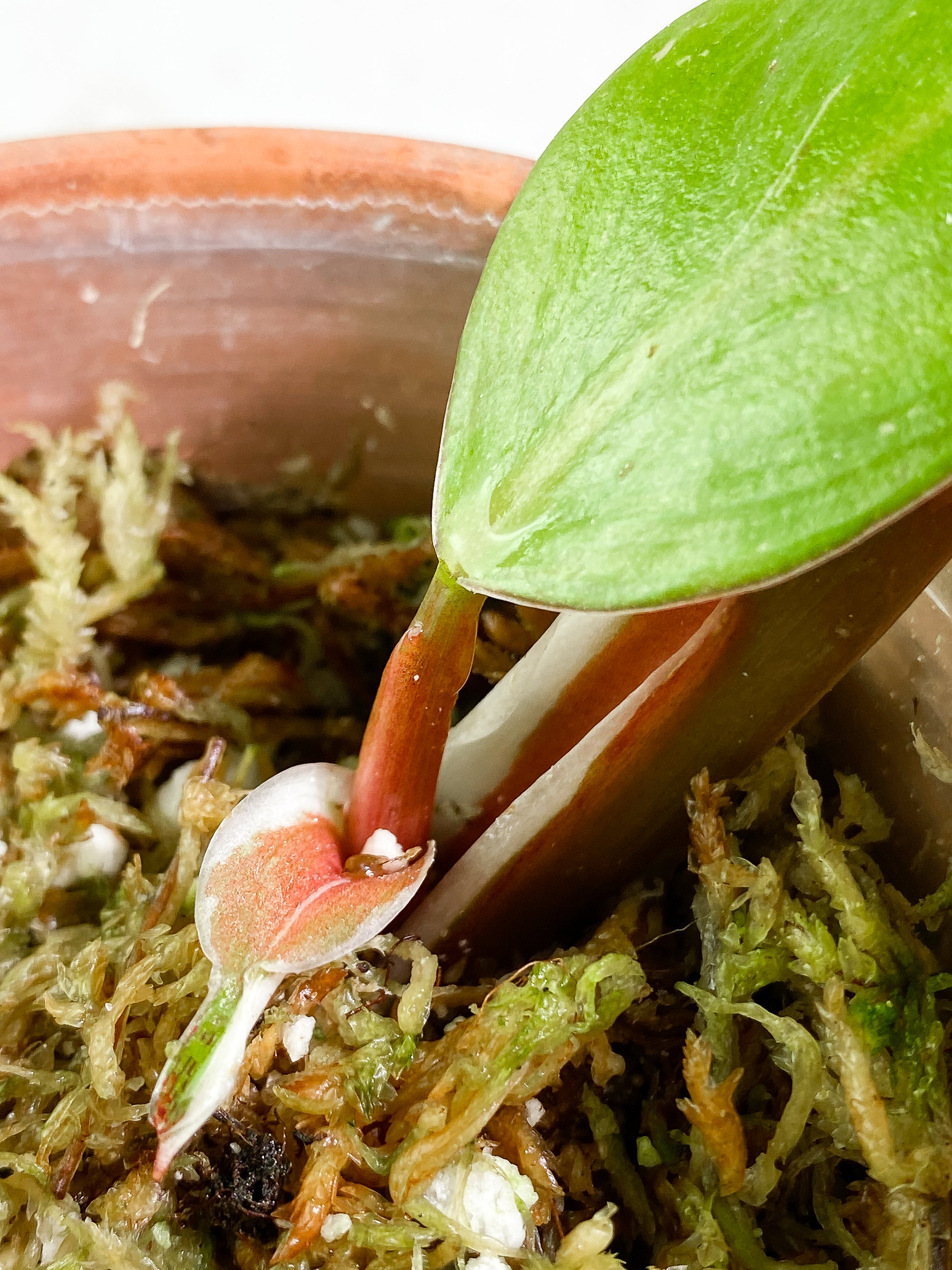 Philodendron White Knight tricolor Slightly Rooted 2 leaves