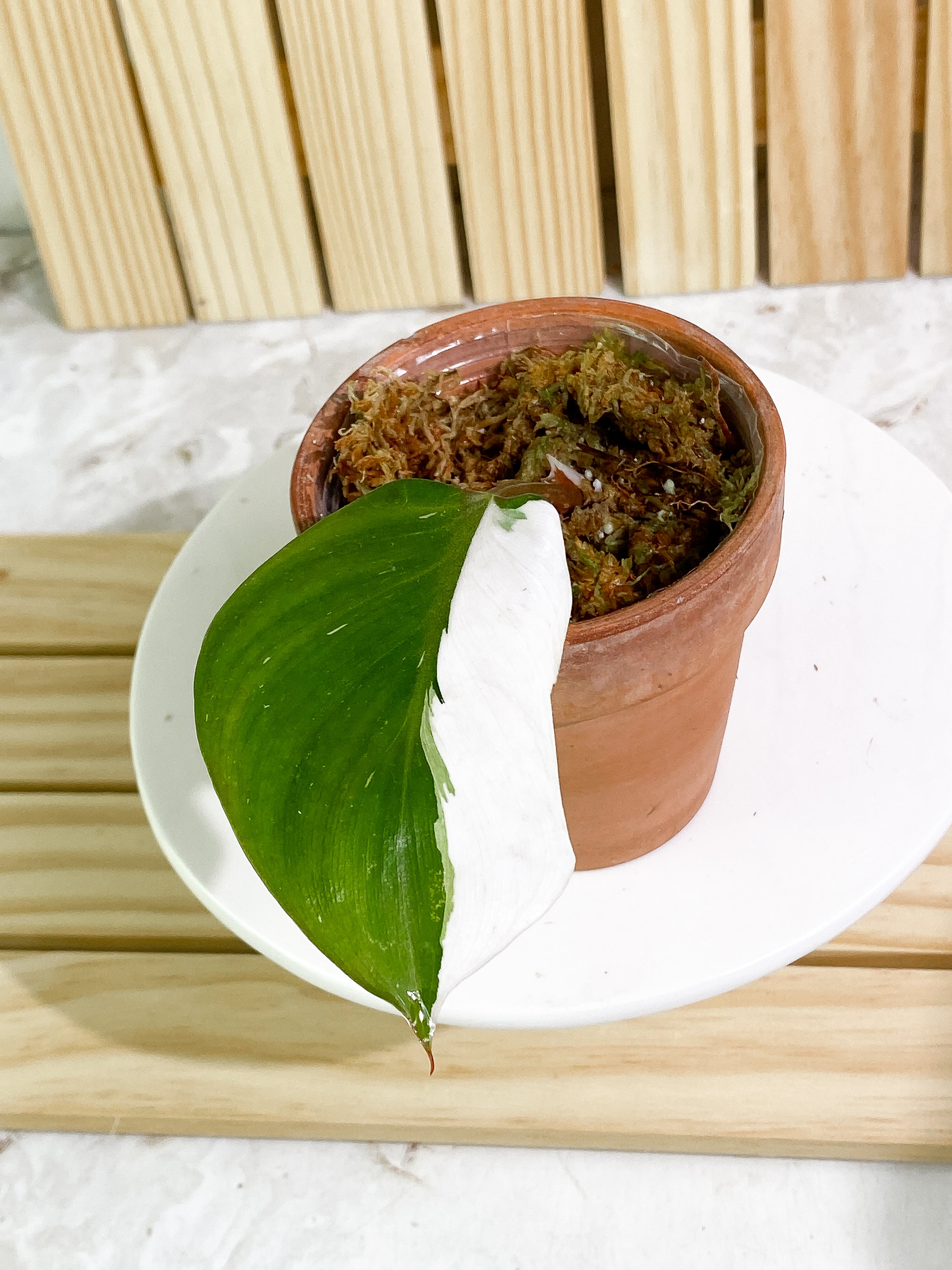 Philodendron White Knight tricolor Slightly Rooted 1 Half Moon leaf