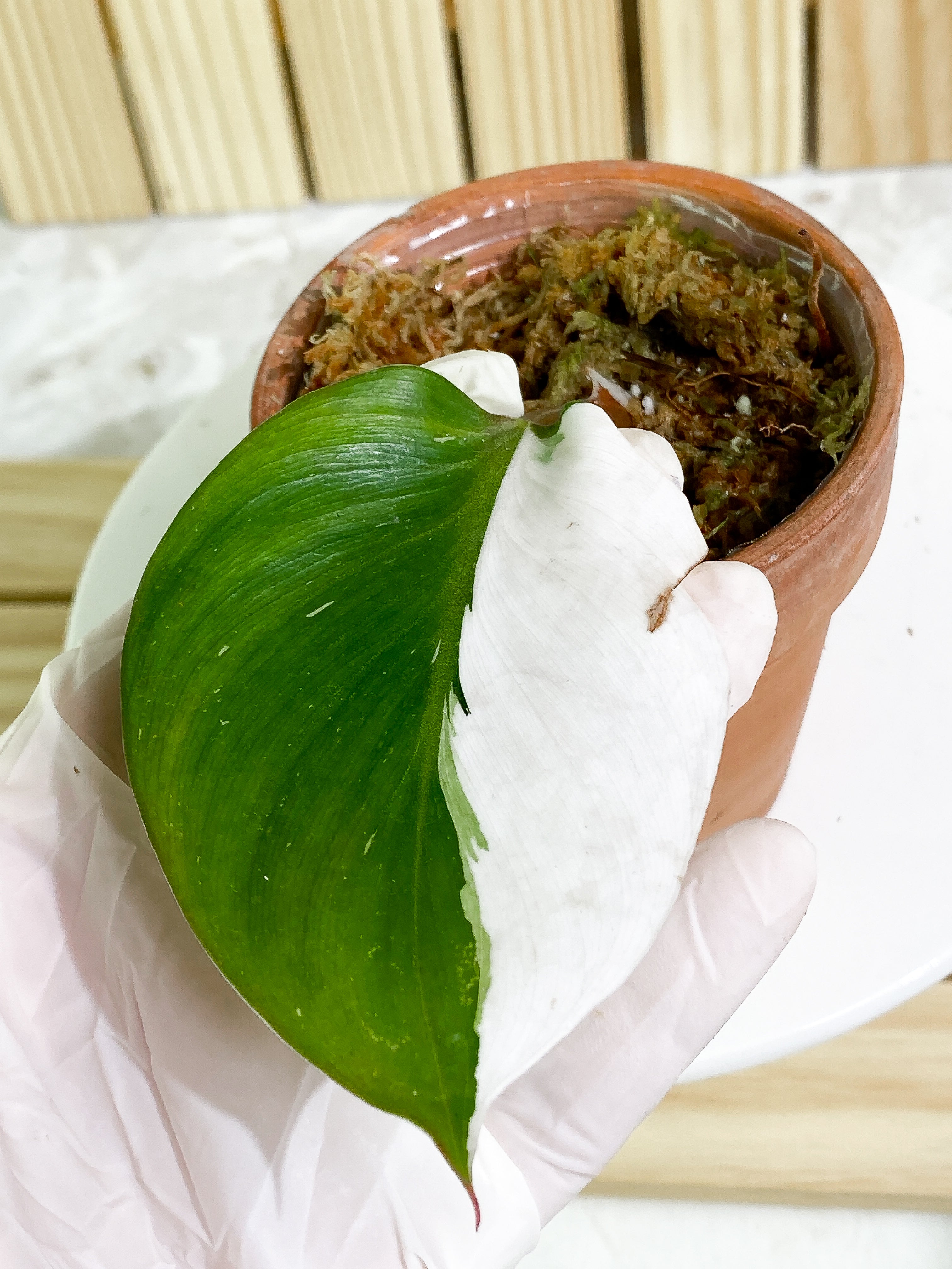 Philodendron White Knight tricolor Slightly Rooted 1 Half Moon leaf