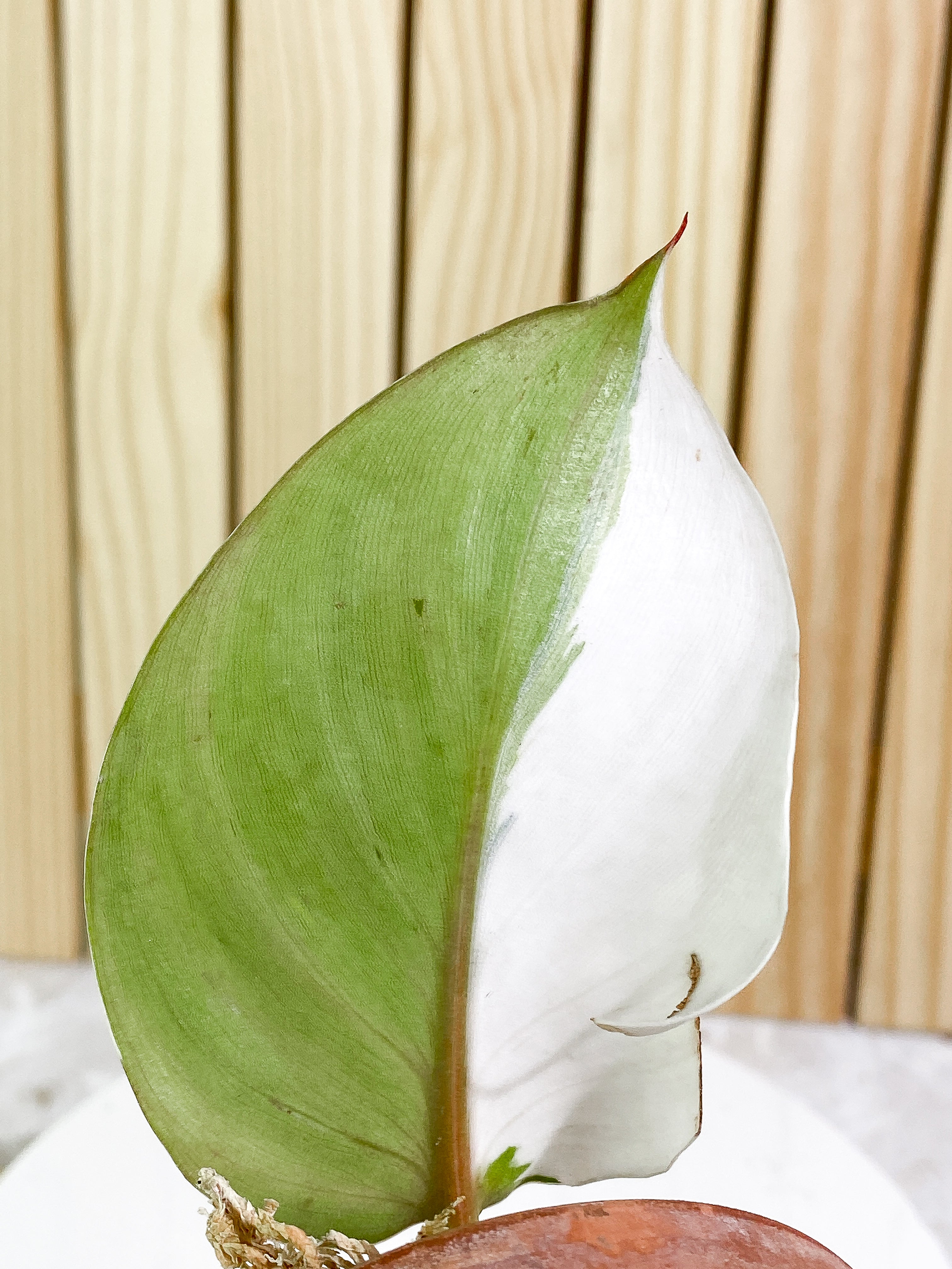 Philodendron White Knight tricolor Slightly Rooted 1 Half Moon leaf