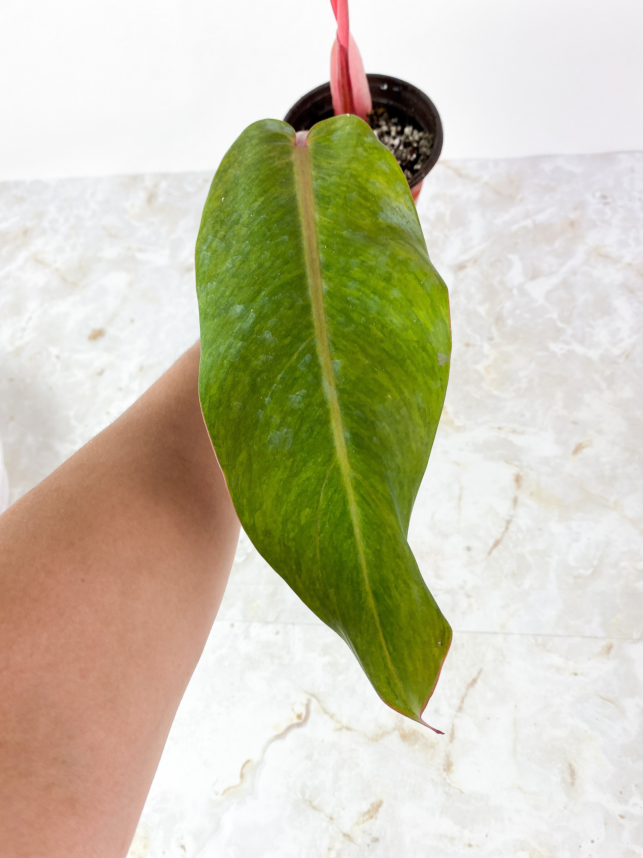 Philodendron Orange Marmalade Slightly Rooted 8" long Top Cutting, 1 leaf 1 new sprout