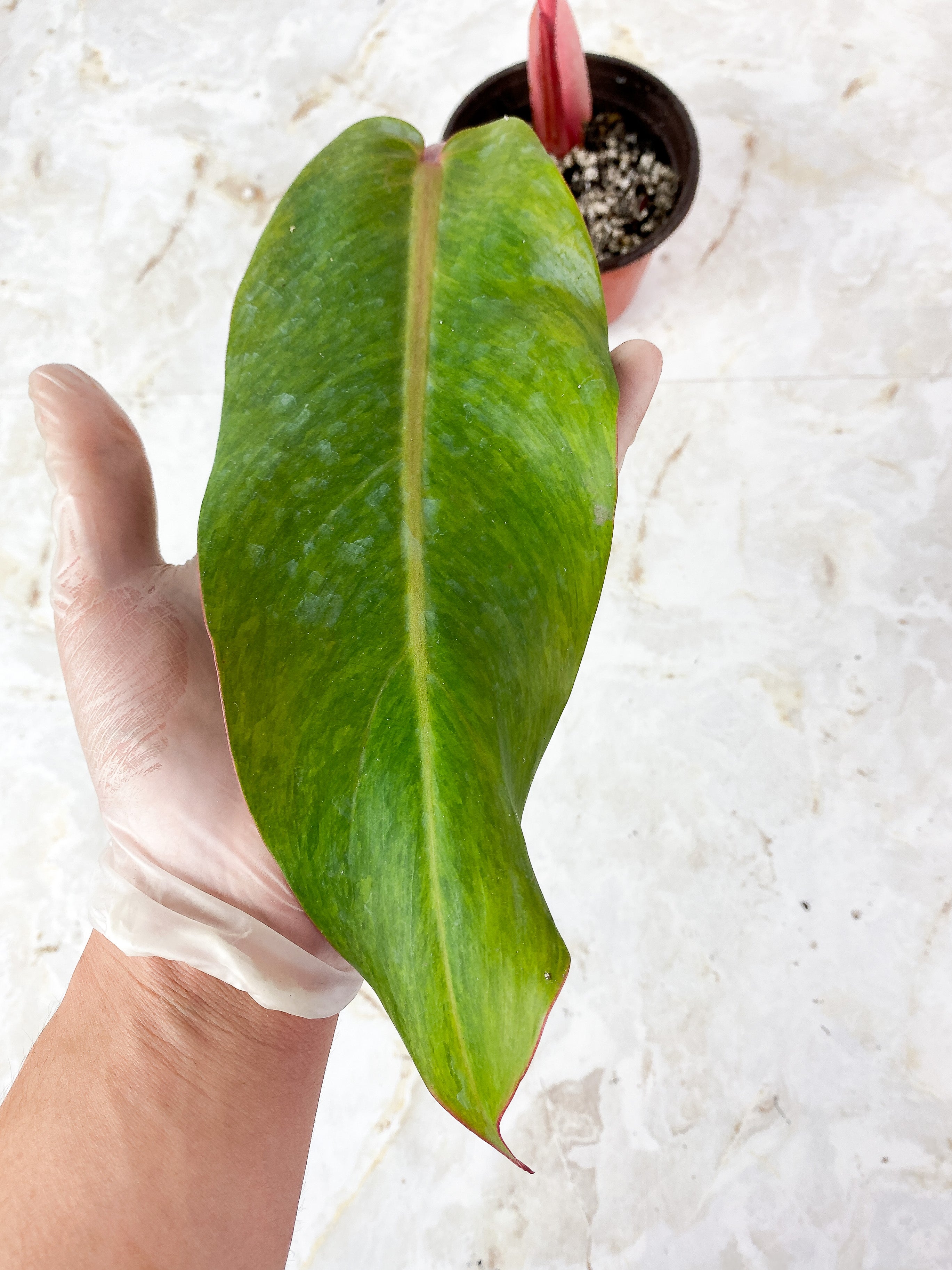 Philodendron Orange Marmalade Slightly Rooted 8" long Top Cutting, 1 leaf 1 new sprout