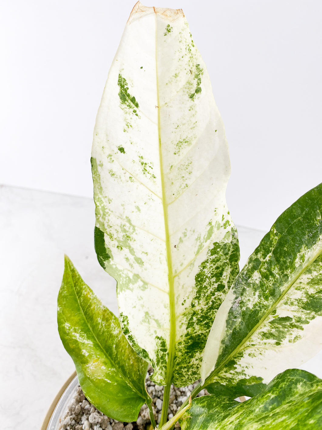 Anthurium Renaissance Albo Variegated 5 leaves 1 sprout rooted