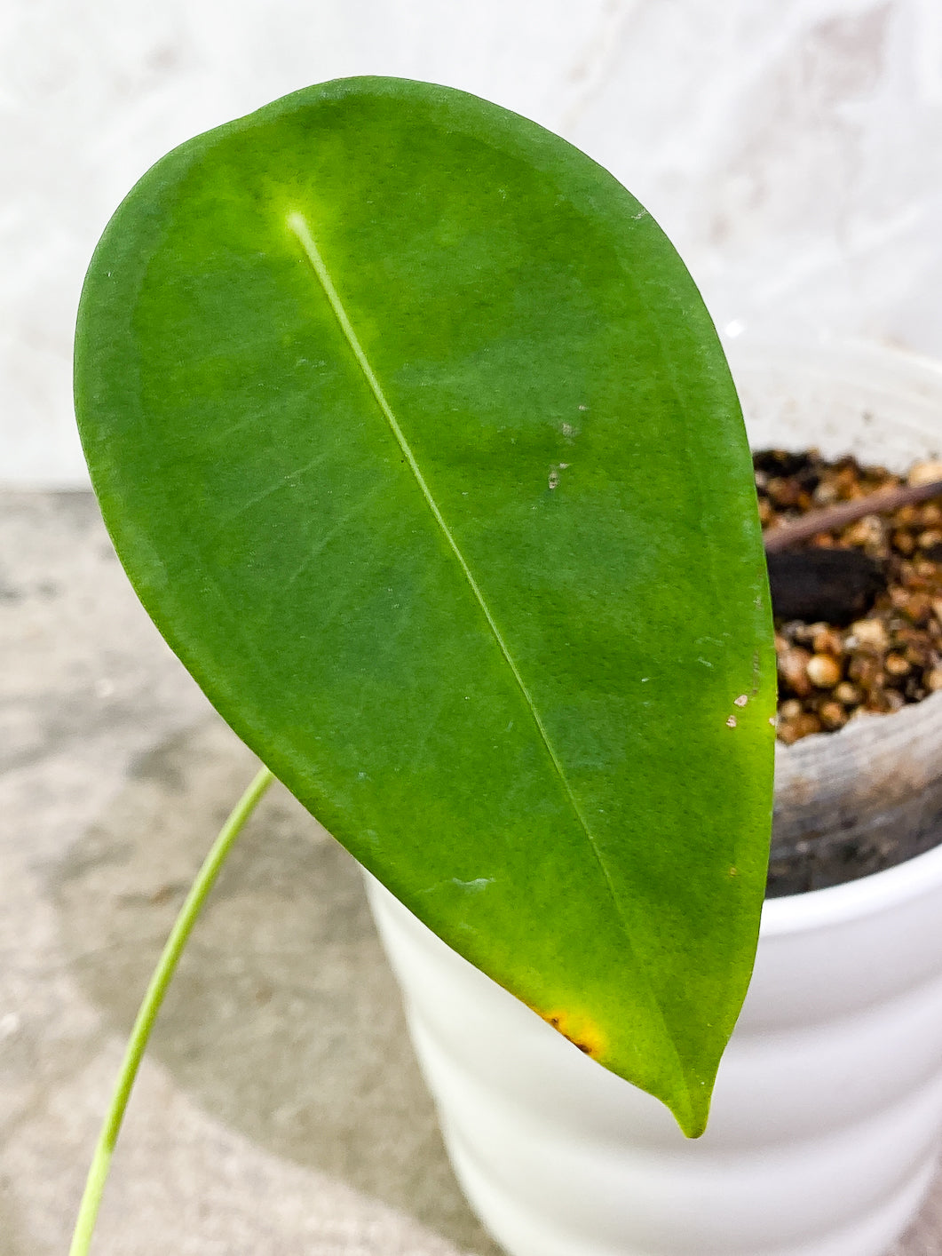 Anthurium Peltigerum Rooted 2 leaves 1 sprout