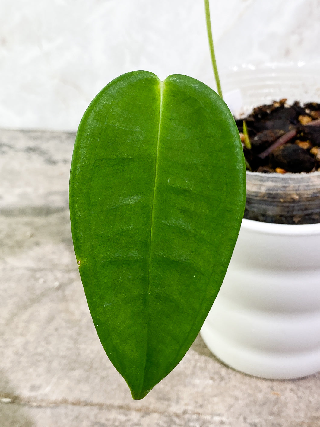 Anthurium Peltigerum Rooted 2 leaves 1 sprout