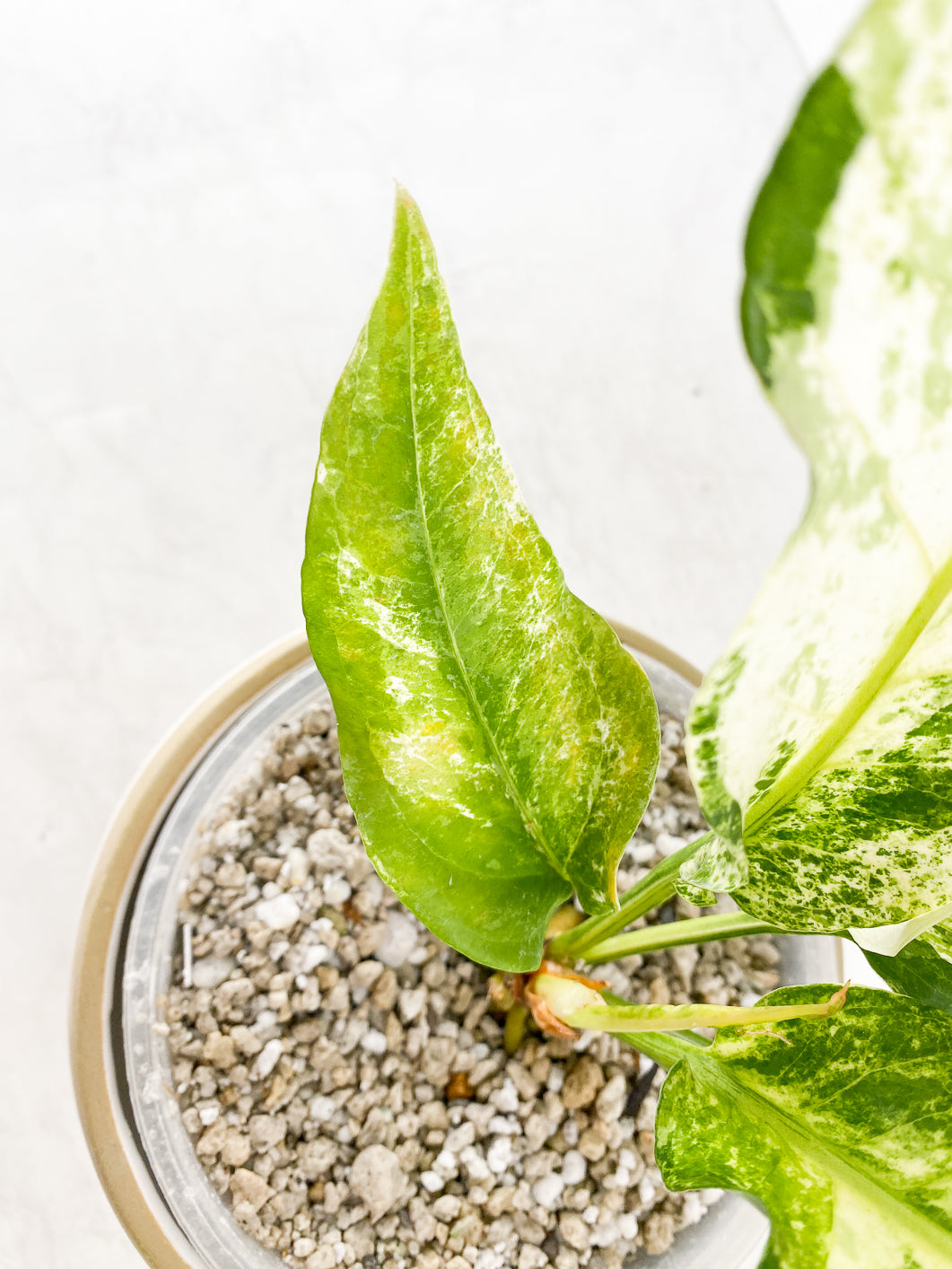 Anthurium Renaissance Albo Variegated 5 leaves 1 sprout rooted