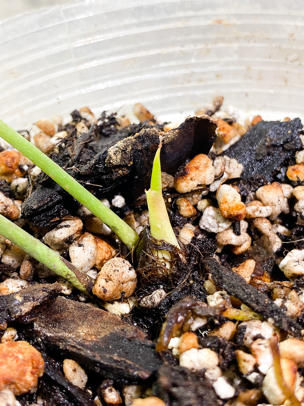 Anthurium Peltigerum Rooted 2 leaves 1 sprout