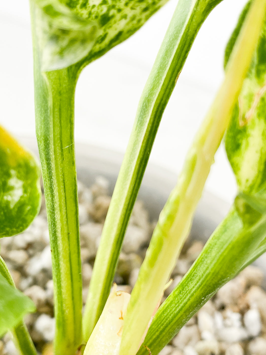 Anthurium Renaissance Albo Variegated 5 leaves 1 sprout rooted