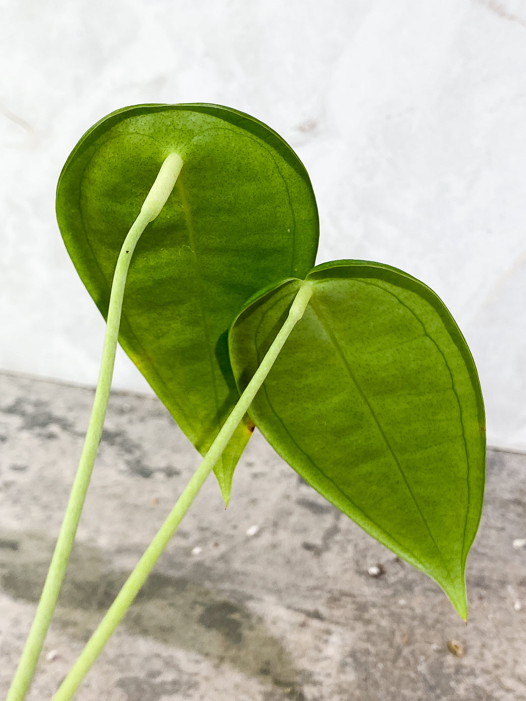 Anthurium Peltigerum Rooted 2 leaves 1 sprout