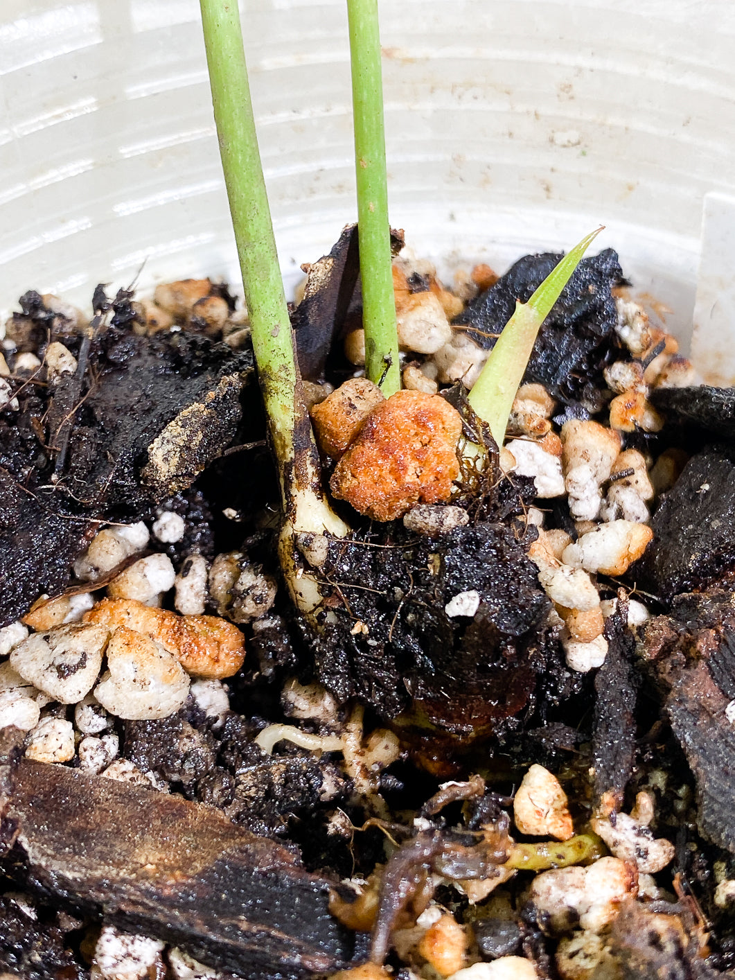 Anthurium Peltigerum Rooted 2 leaves 1 sprout