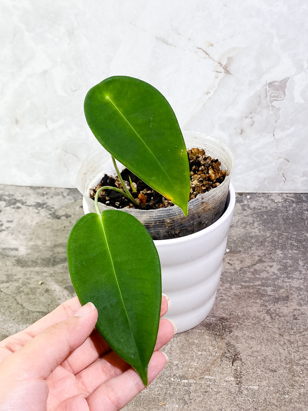 Anthurium Peltigerum Rooted 2 leaves 1 sprout