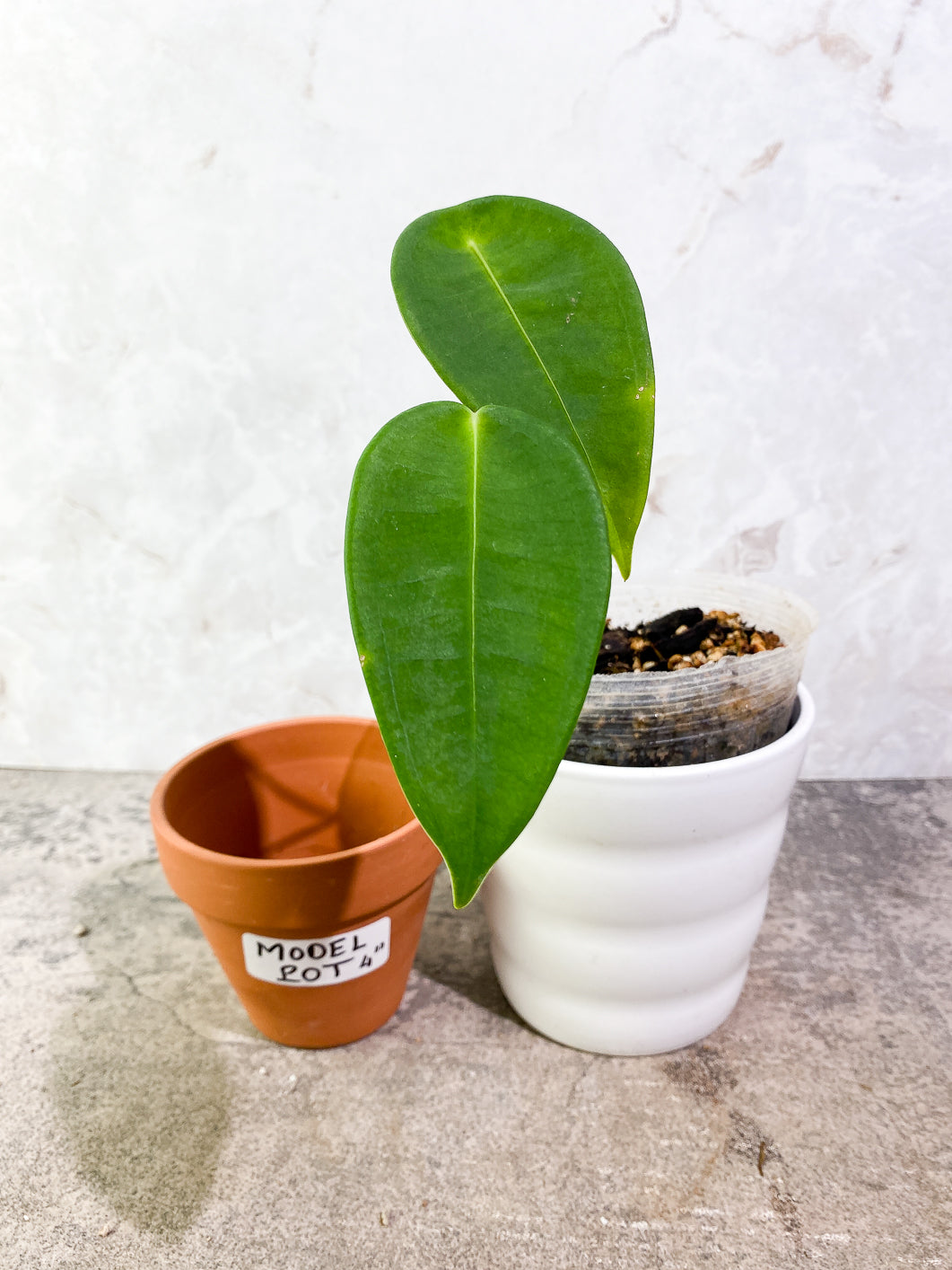 Anthurium Peltigerum Rooted 2 leaves 1 sprout