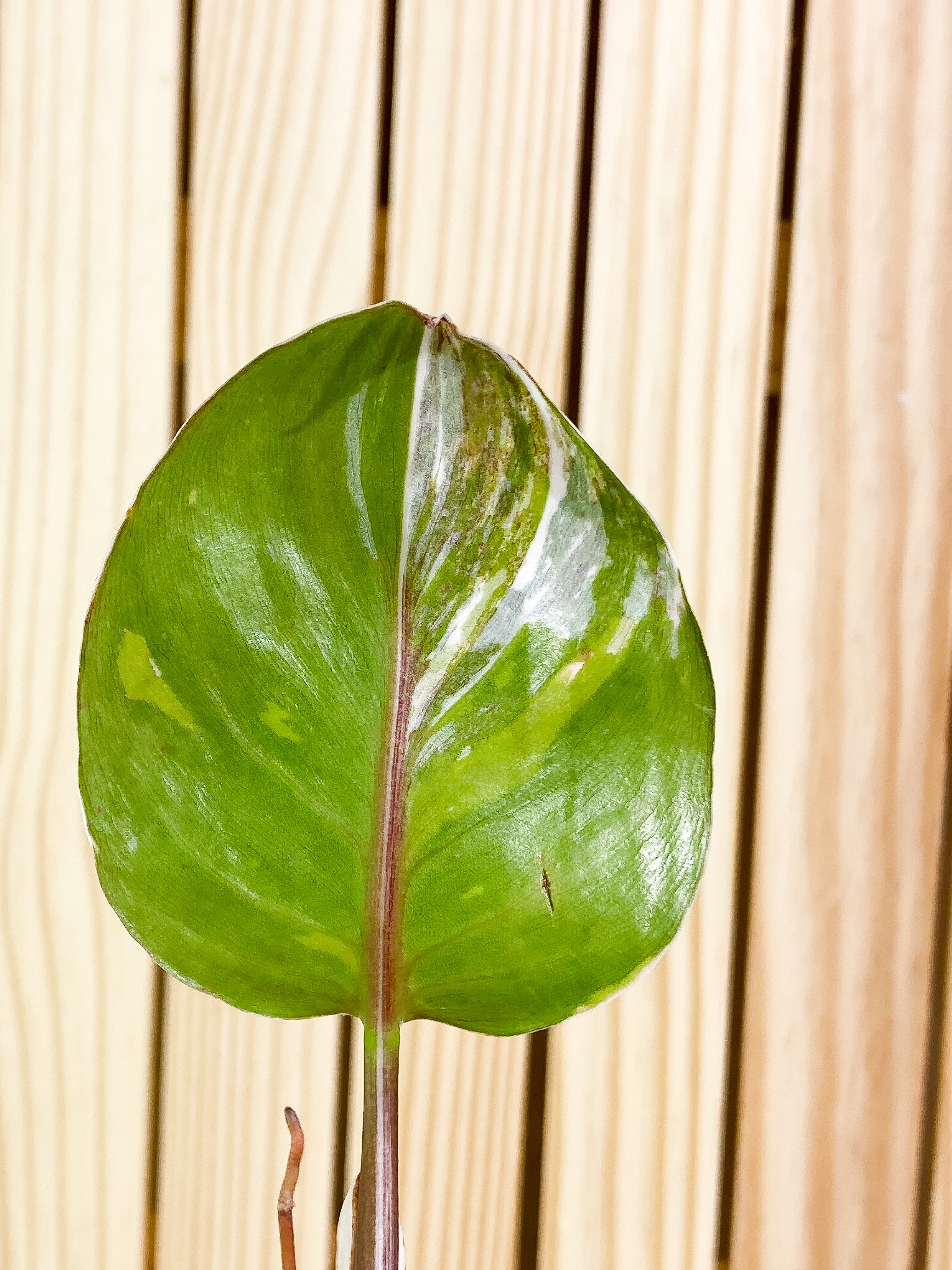 Philodendron white knight tricolor 2 leaves 1 sprout Rooted