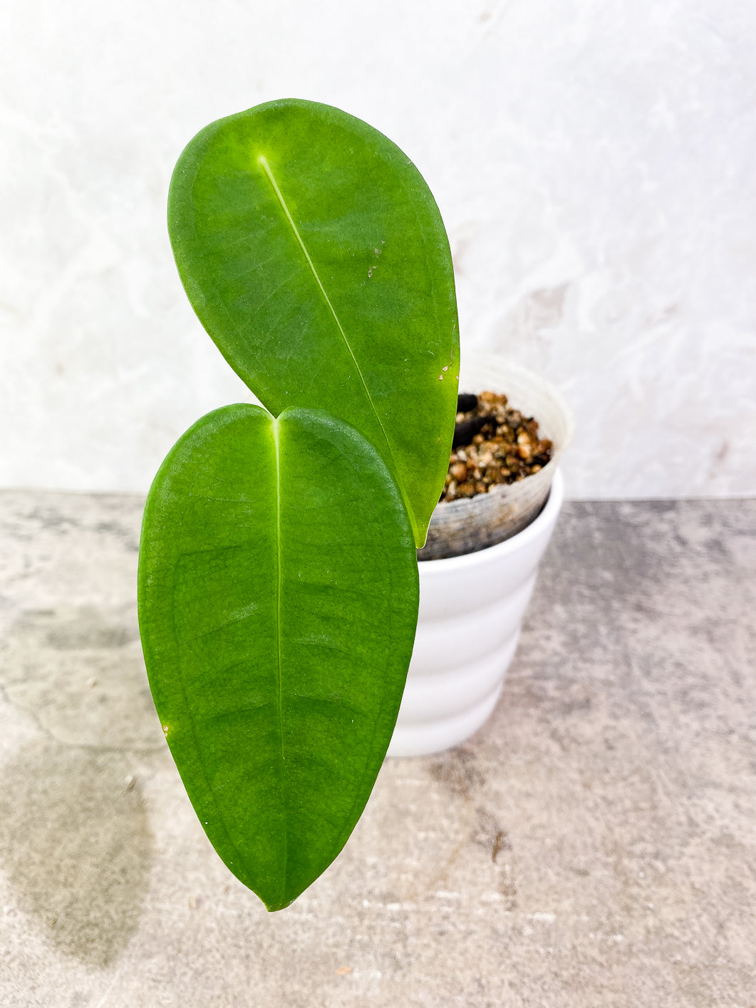 Anthurium Peltigerum Rooted 2 leaves 1 sprout