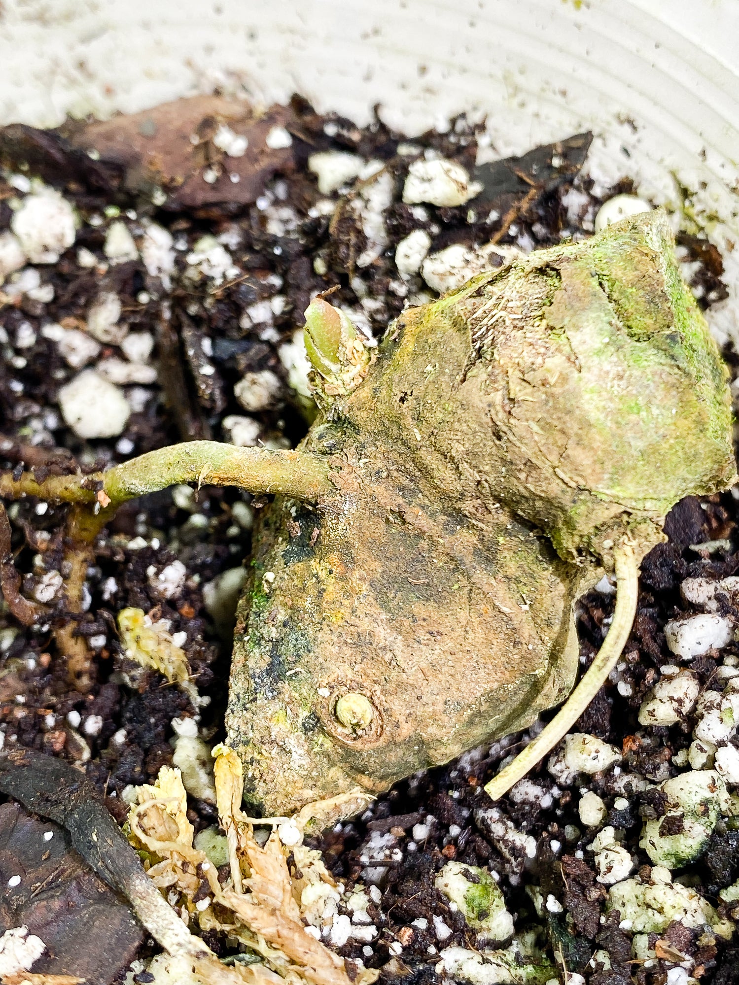 Anthurium Debilis Rooted chonk with 1 sprout