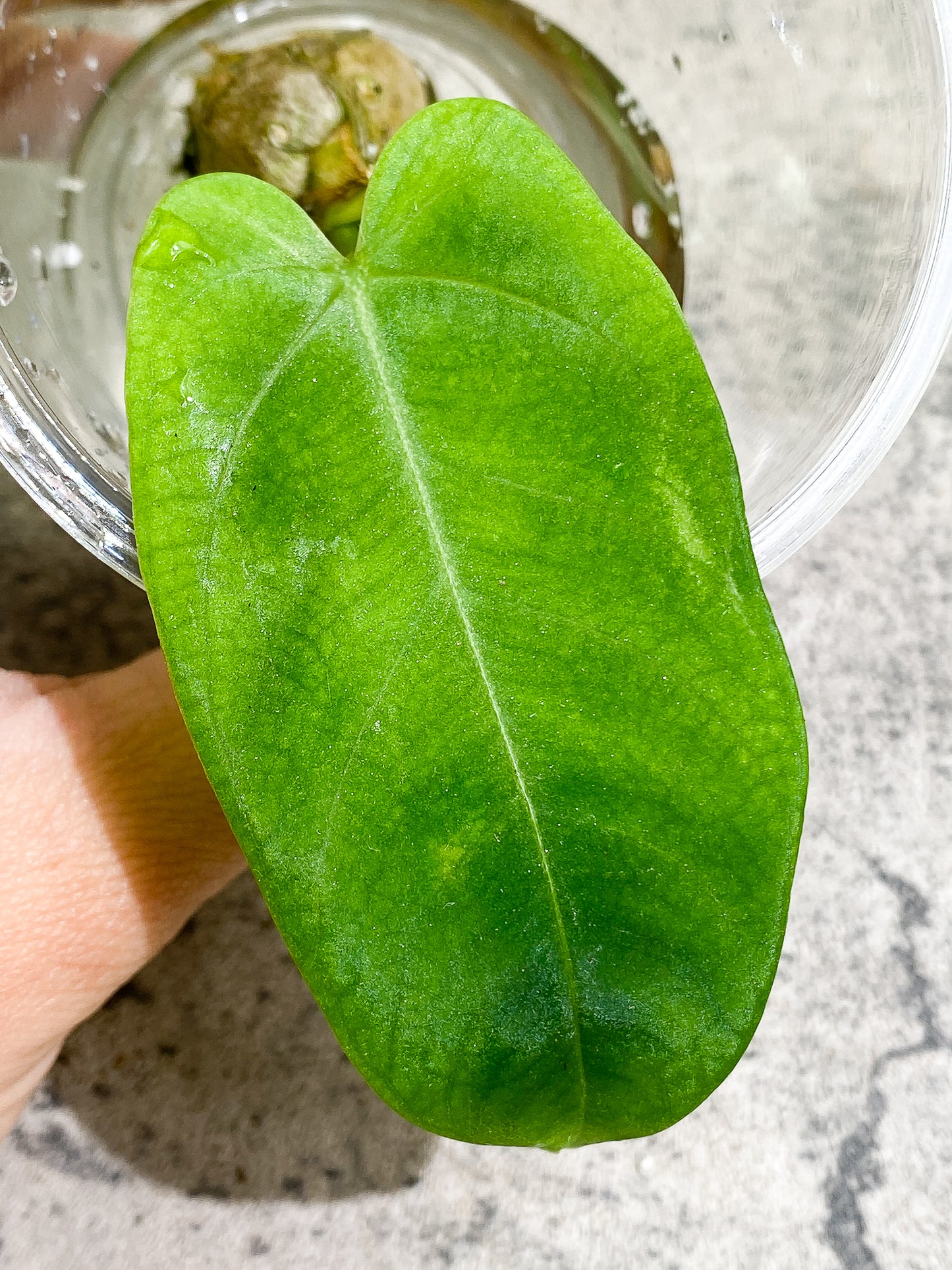 Anthurium Cirinoi unrooted chonk with 1 leaf and 1 extra small sprout