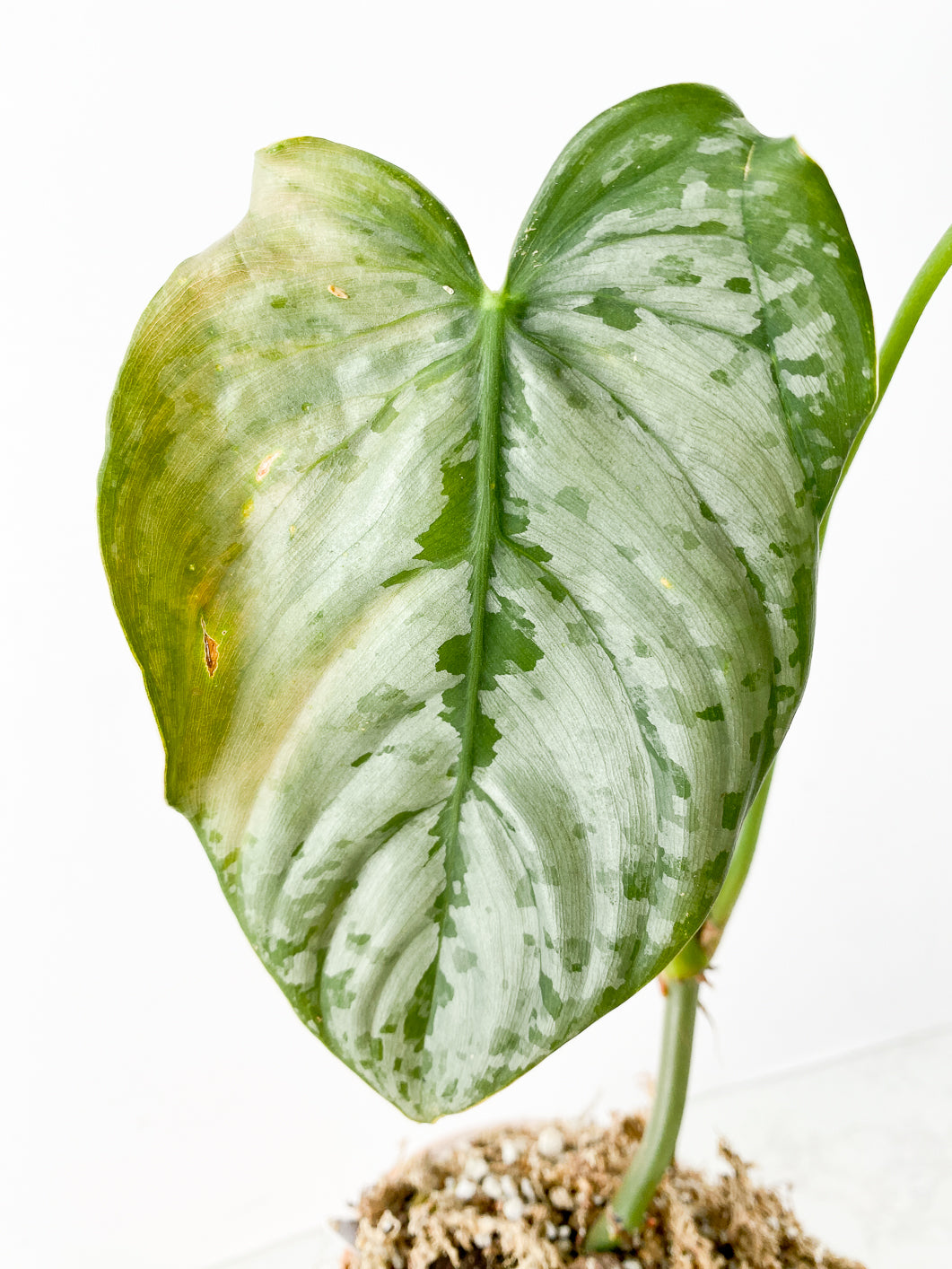 Philodendron Brandtianum Wild Form 2 leaves rooted