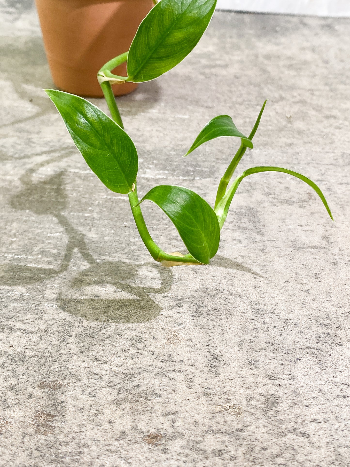 Rhaphidophora versteegi 9 leaves 1 sprout slightly rooted
