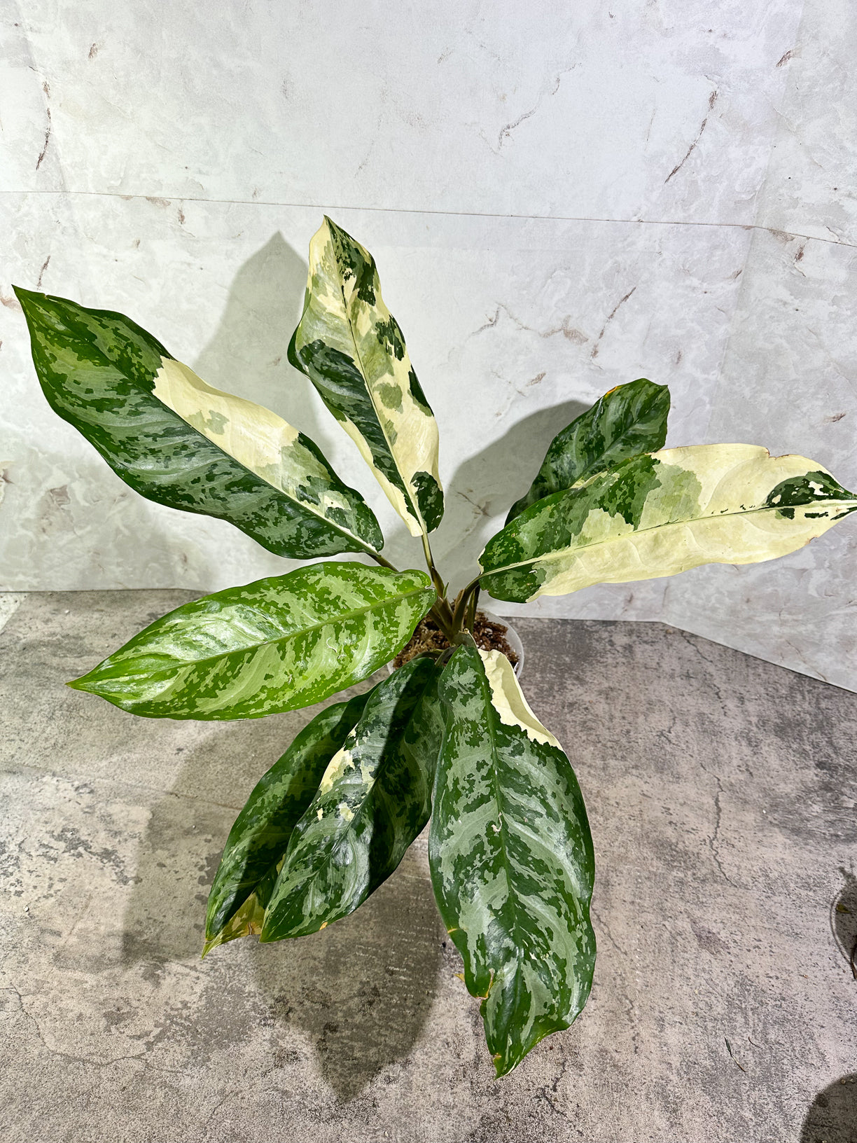 Aglaonema commutatum variegated (manila pride variegated) rooted