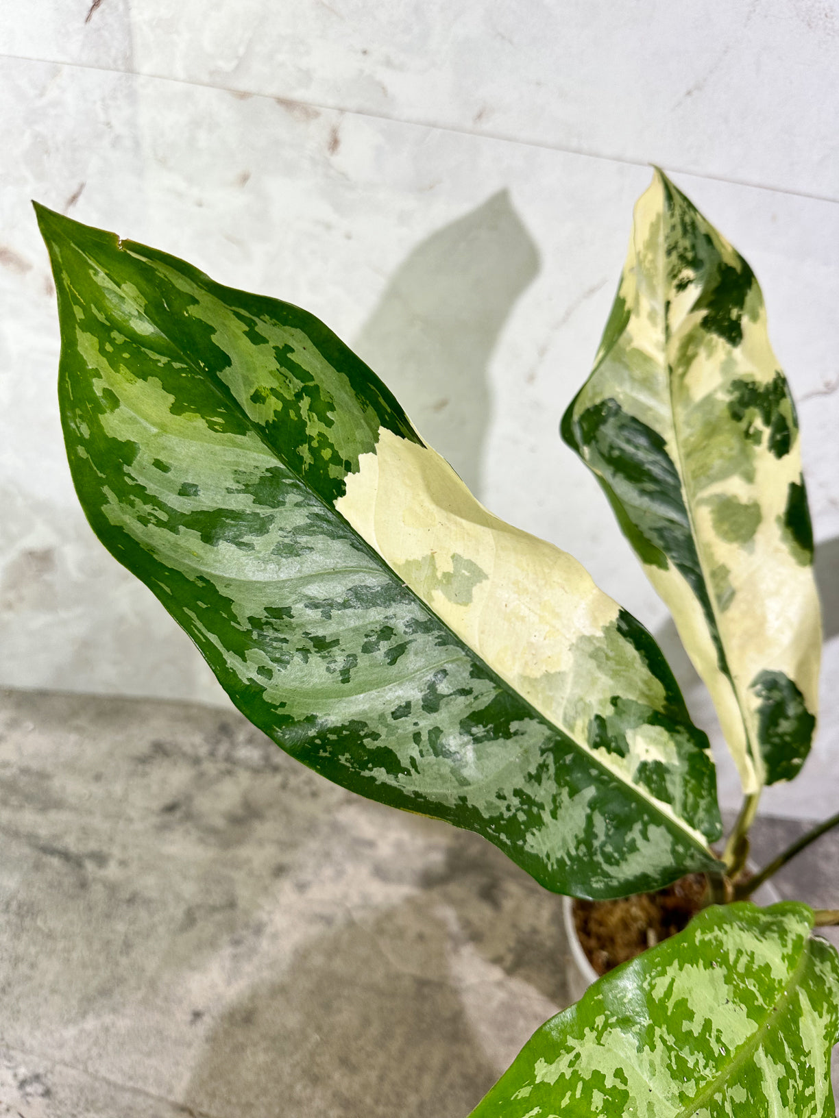 Aglaonema commutatum variegated (manila pride variegated) rooted