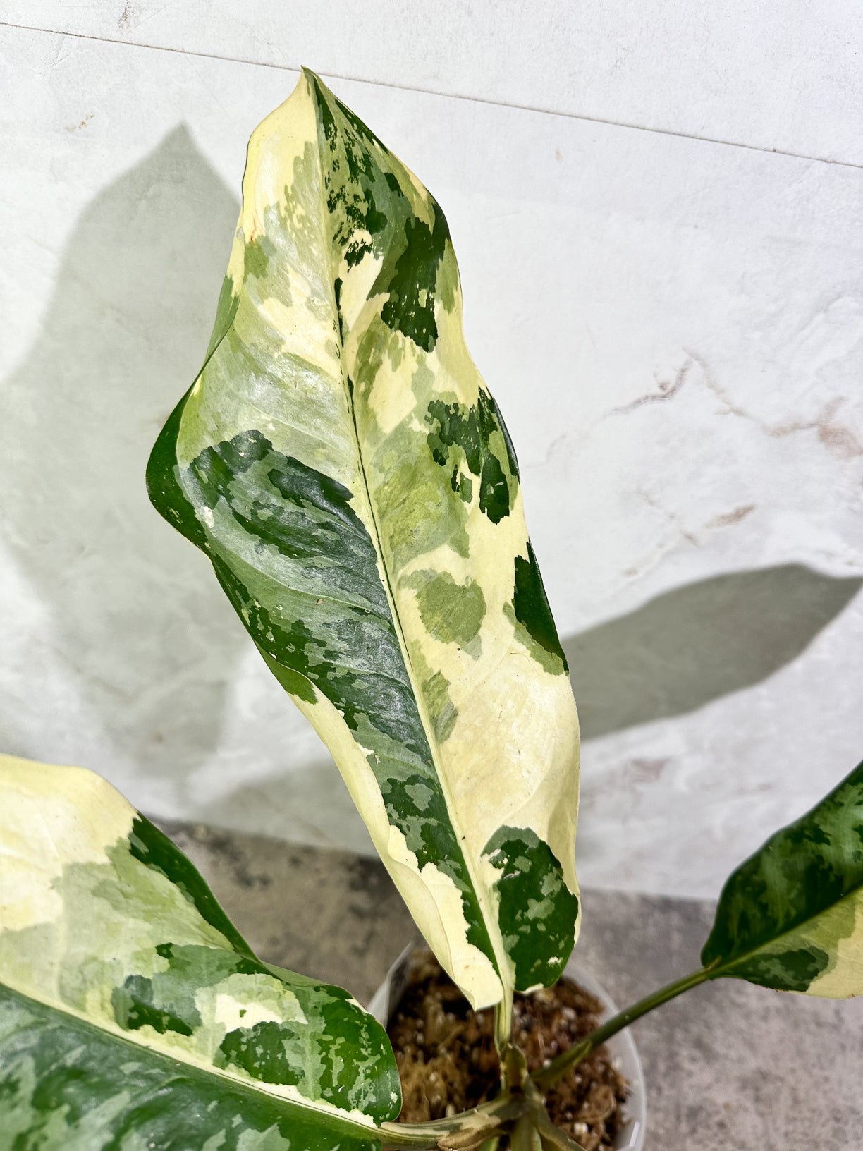 Aglaonema commutatum variegated (manila pride variegated) rooted