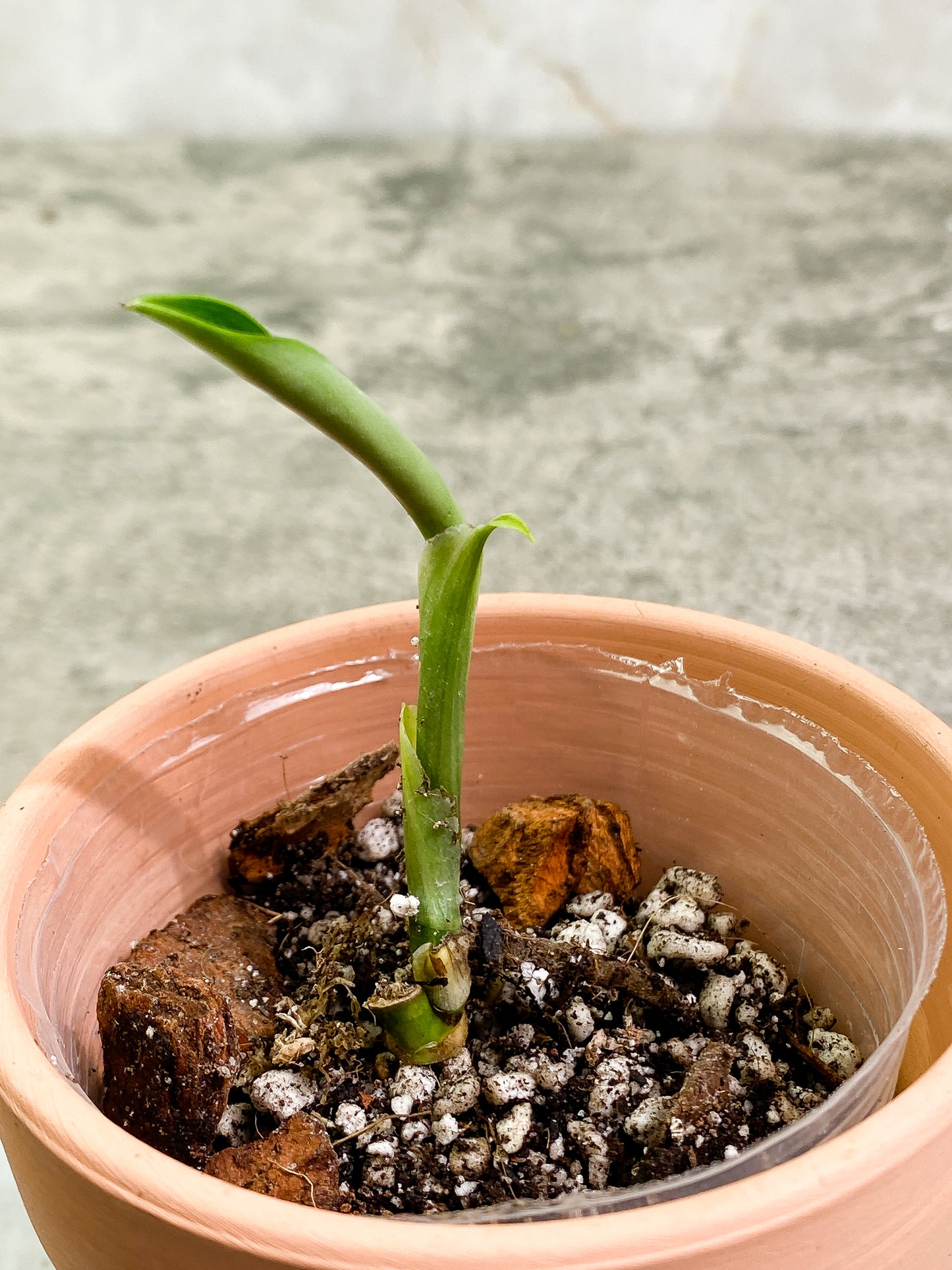 Monstera Standleyana Aurea unfurling leaf rooted