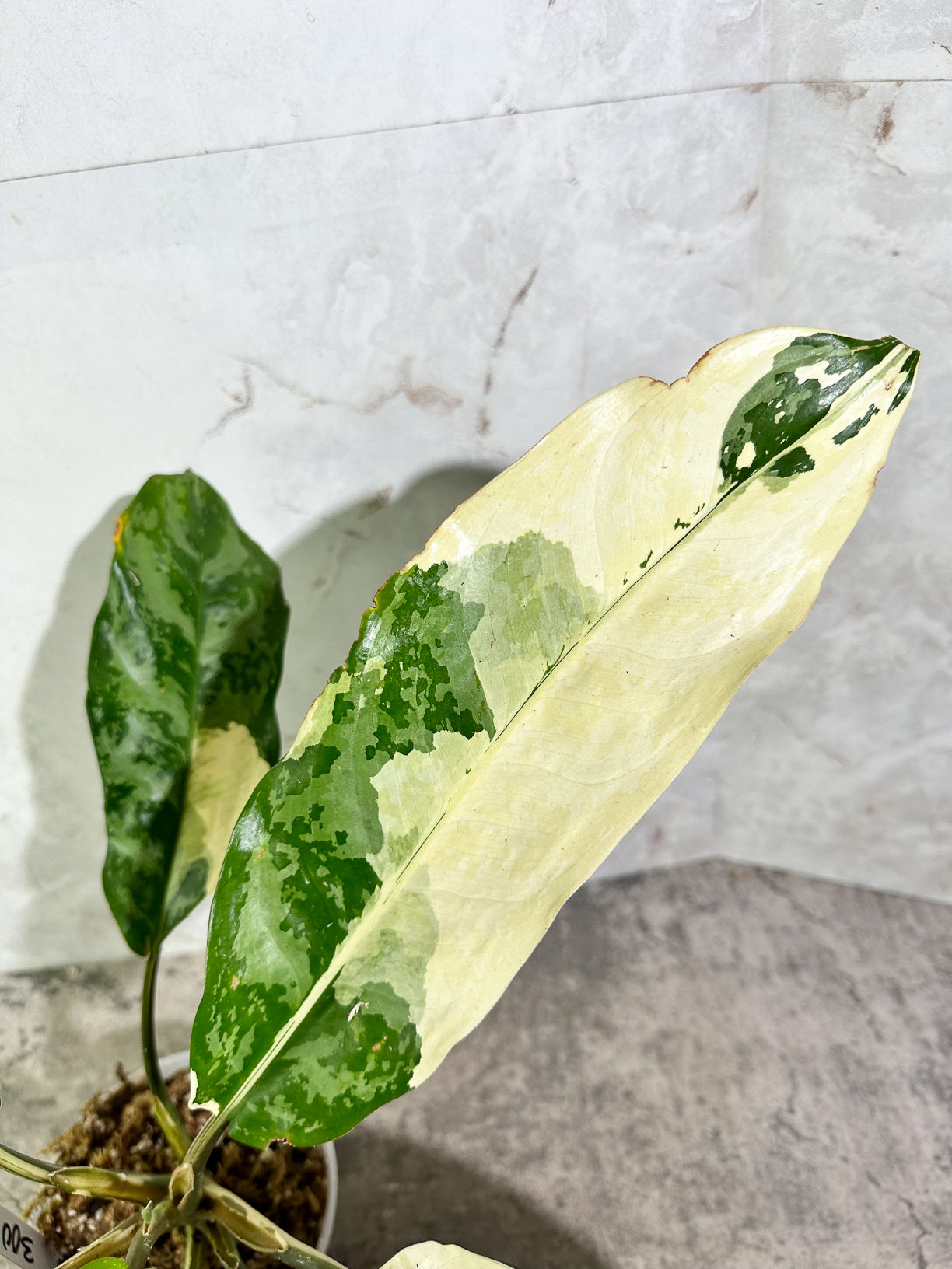 Aglaonema commutatum variegated (manila pride variegated) rooted