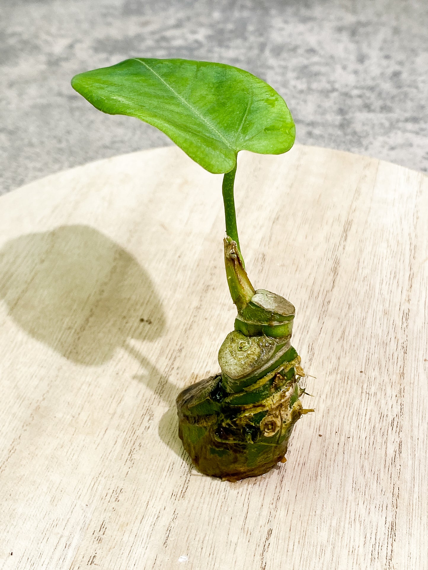 Anthurium Cirinoi unrooted chonk with 1 leaf and 1 extra small sprout
