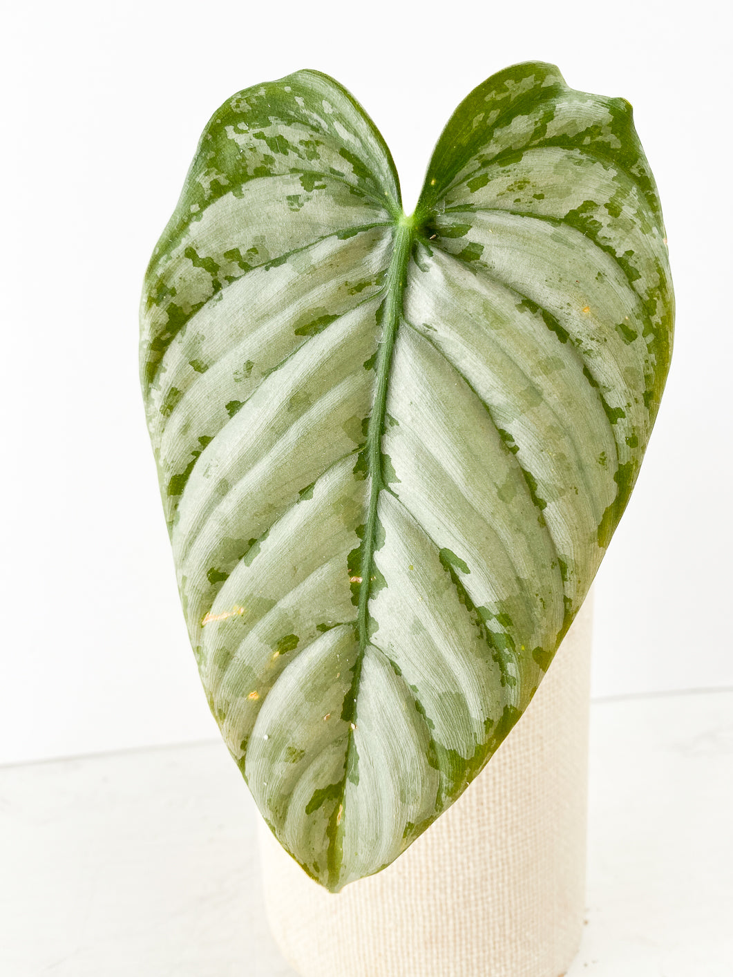 Philodendron Brandtianum Wild Form 1 leaf rooting