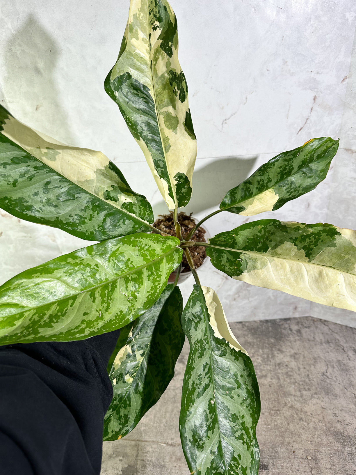 Aglaonema commutatum variegated (manila pride variegated) rooted