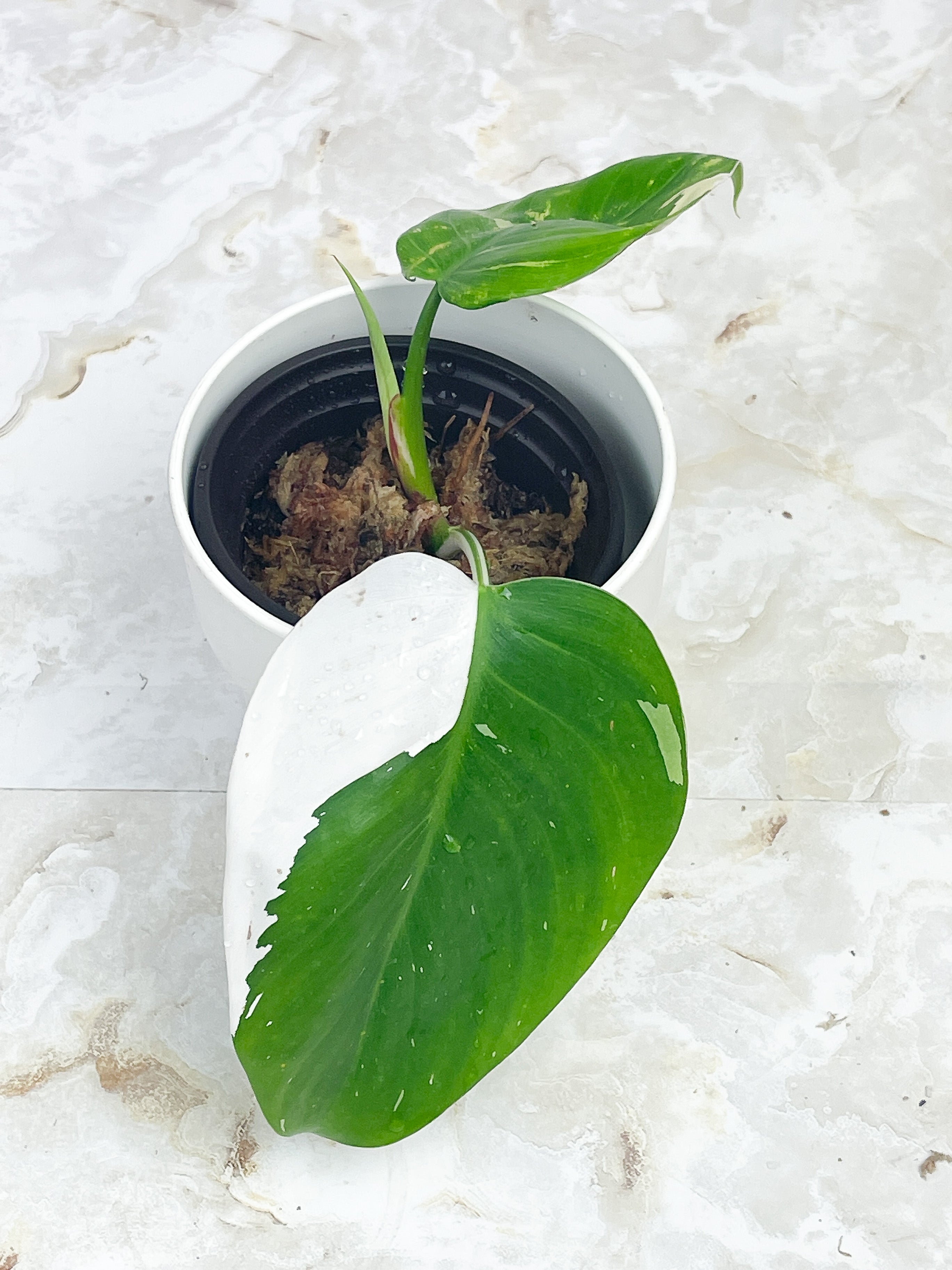 Philodendron White Princess Rooting Top cutting