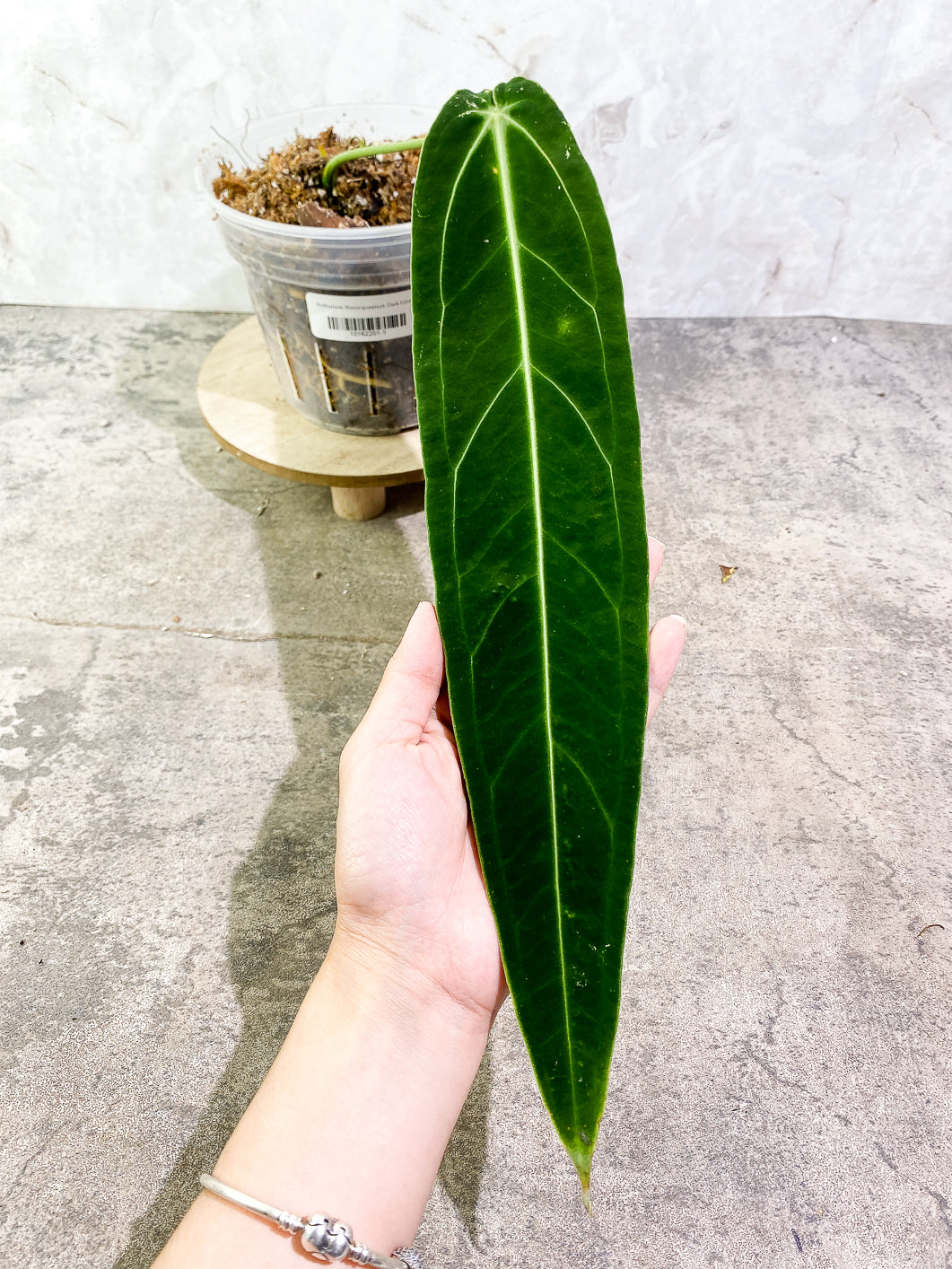 Anthurium Warocqueanum Dark super narrow  Rooted