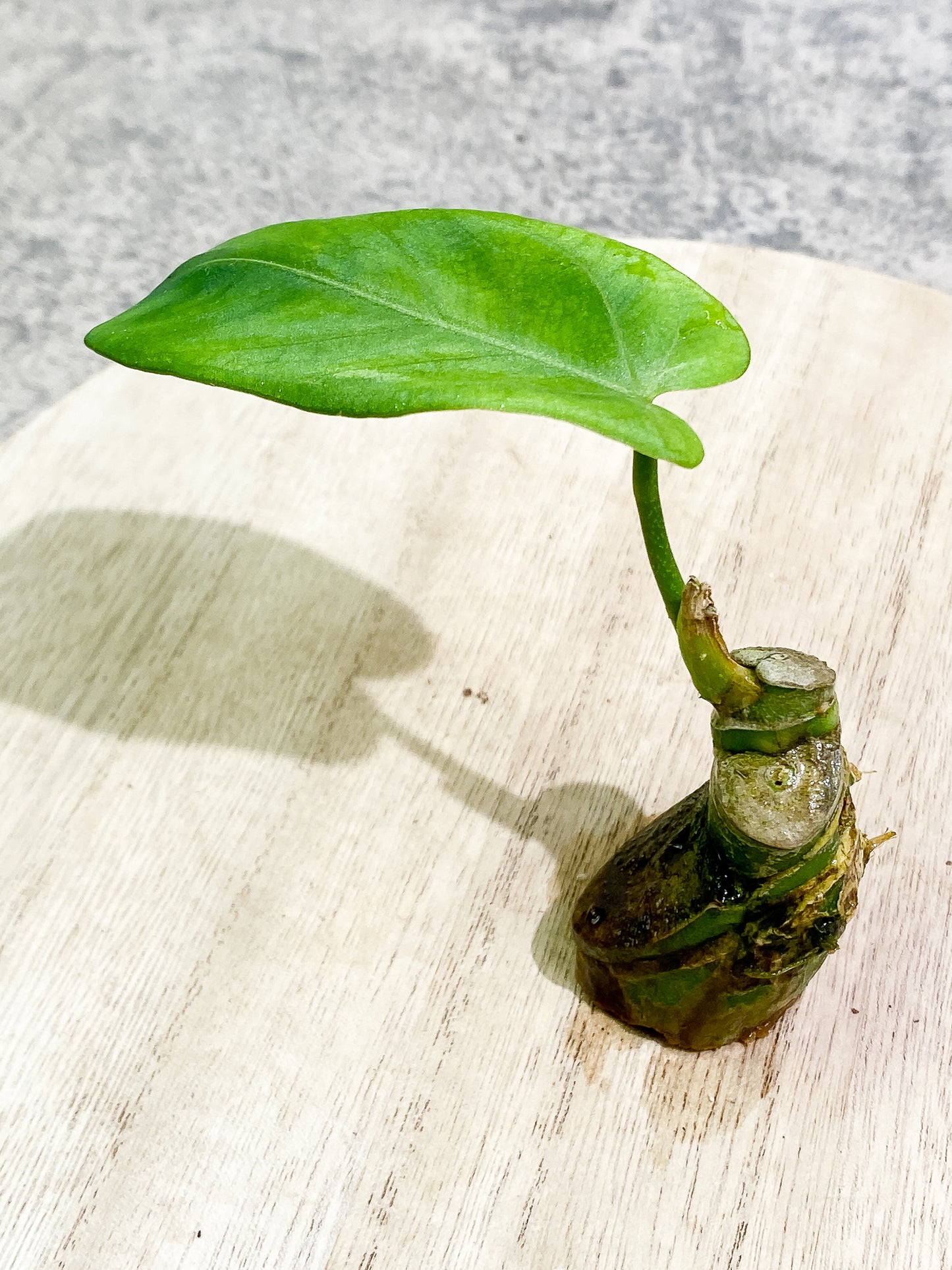 Anthurium Cirinoi unrooted chonk with 1 leaf and 1 extra small sprout