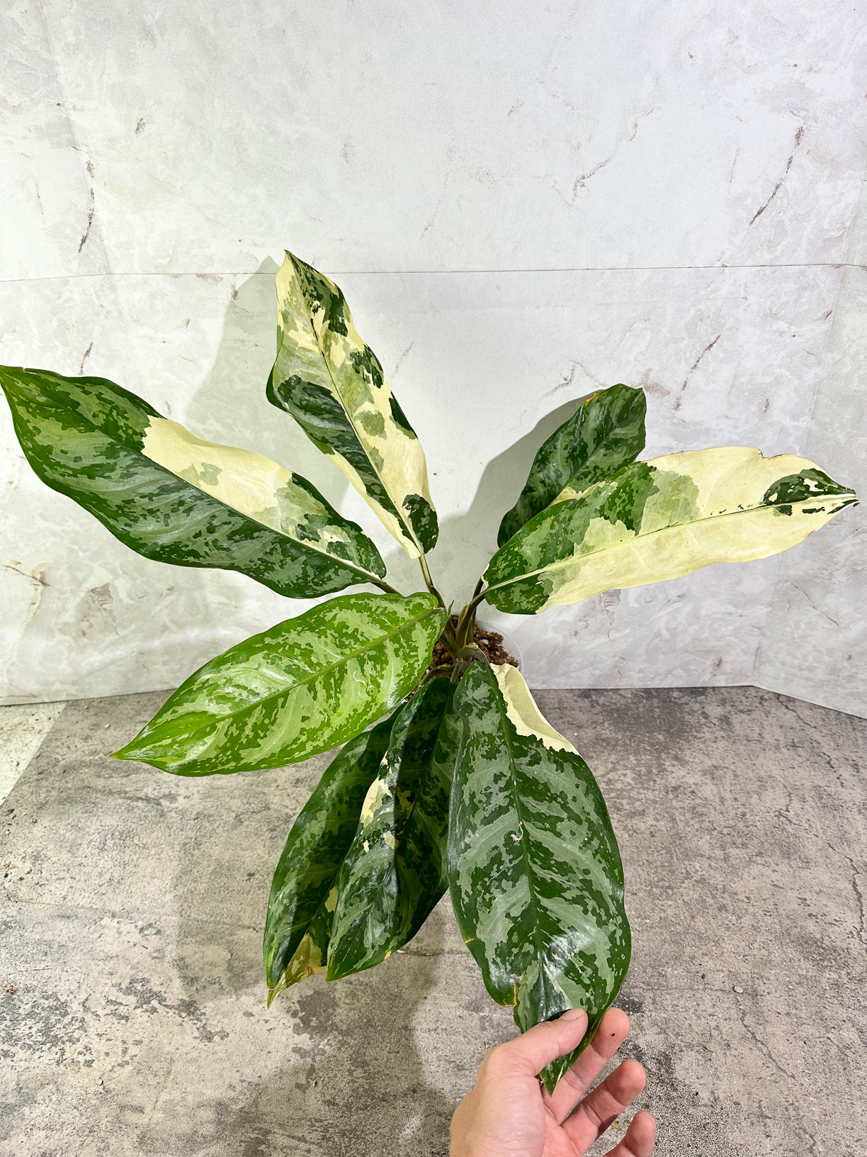 Aglaonema commutatum variegated (manila pride variegated) rooted