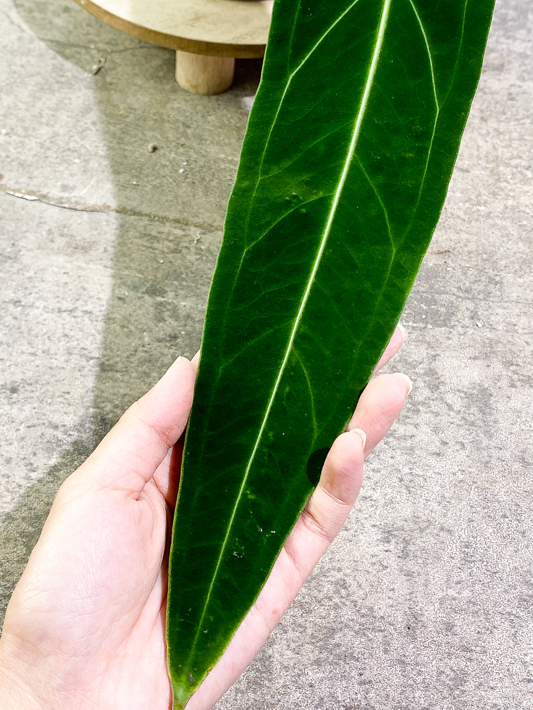 Anthurium Warocqueanum Dark super narrow  Rooted