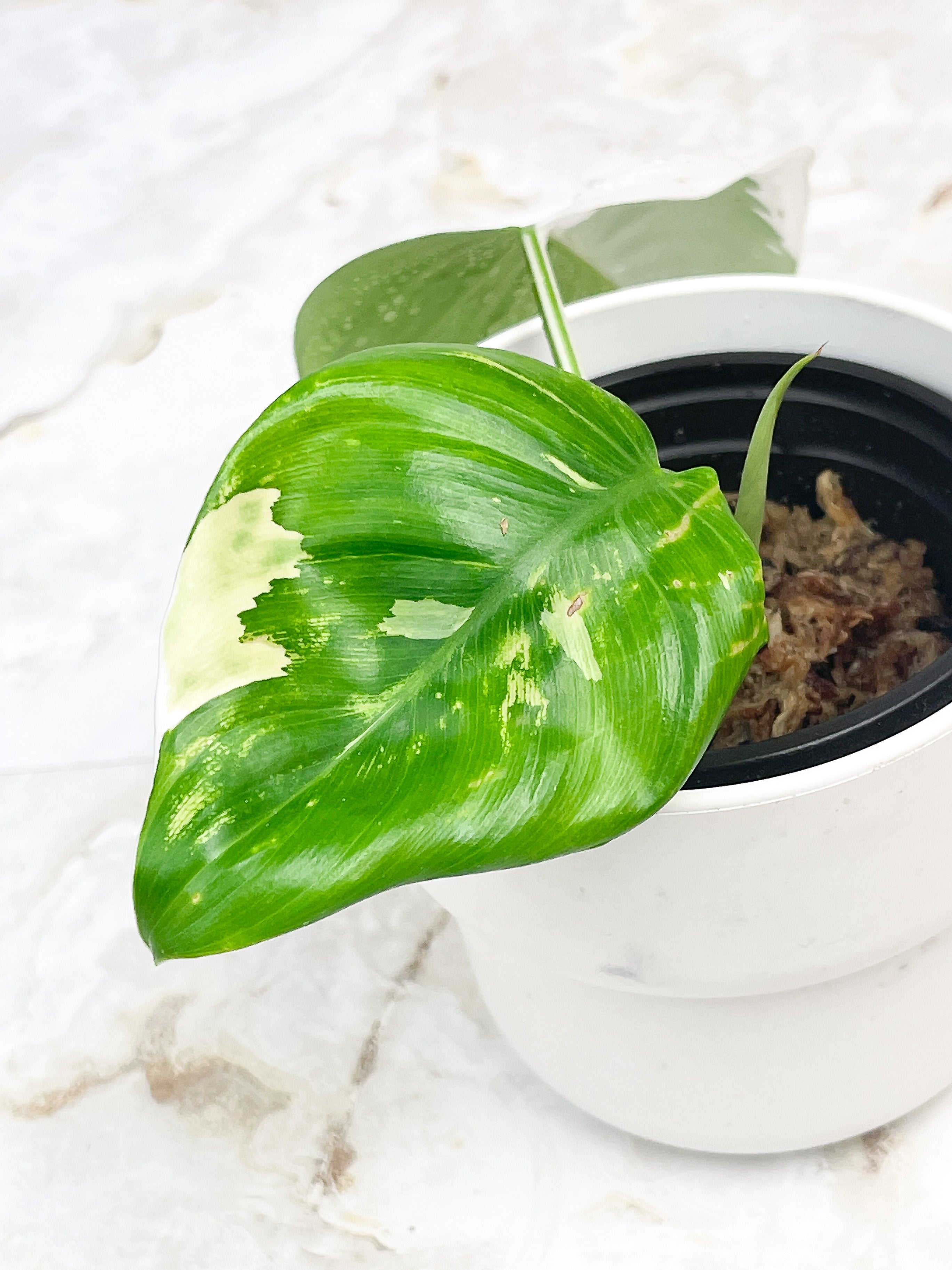 Philodendron White Princess Rooting Top cutting