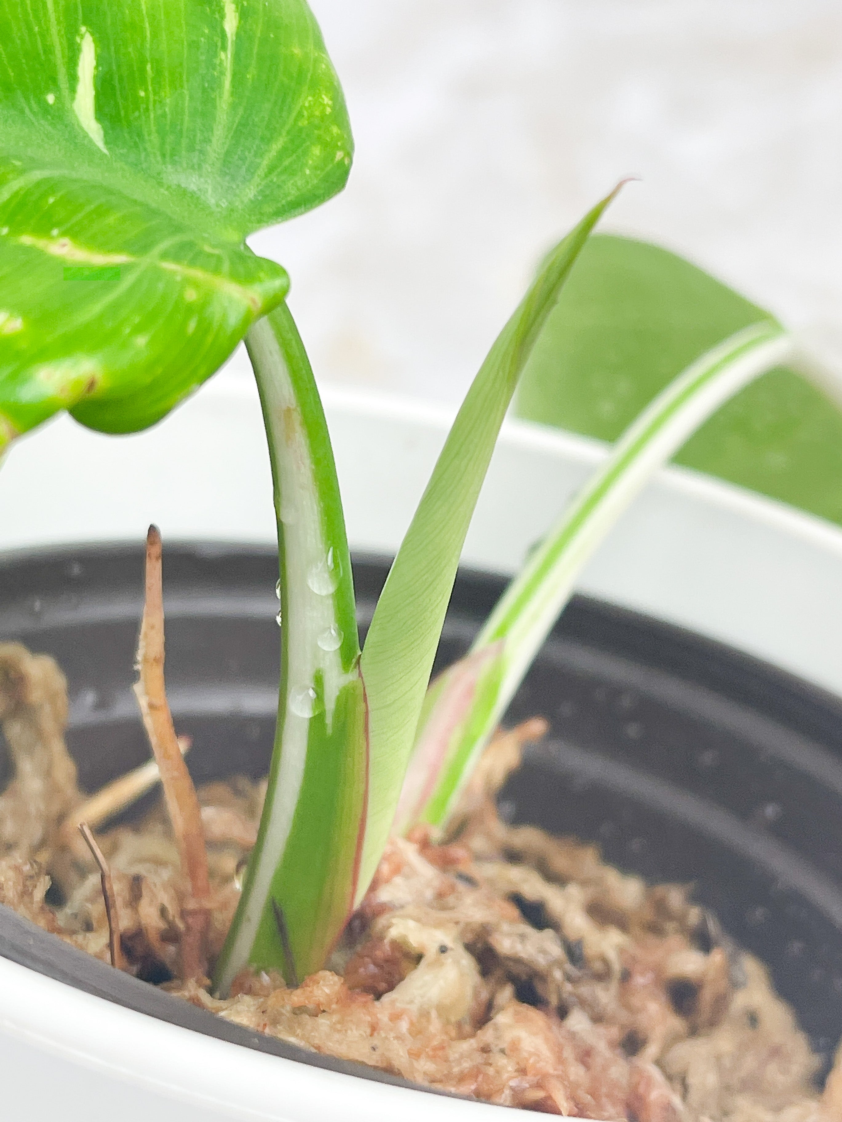 Philodendron White Princess Rooting Top cutting