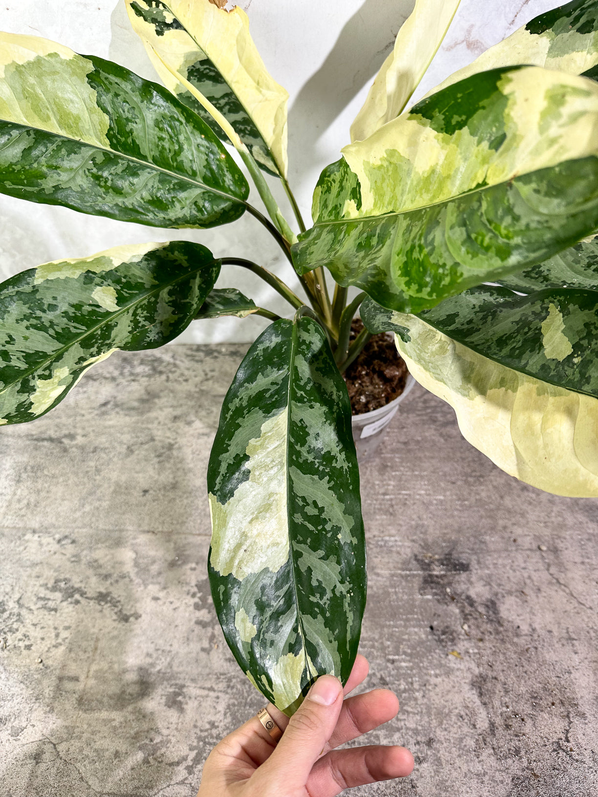 Aglaonema commutatum variegated (manila pride variegated) rooted