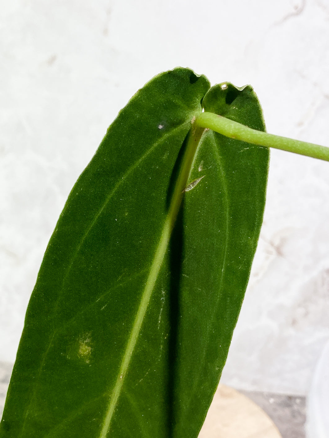 Anthurium Warocqueanum Dark super narrow  Rooted