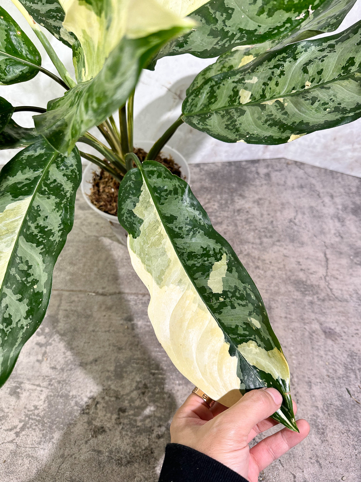 Aglaonema commutatum variegated (manila pride variegated) rooted