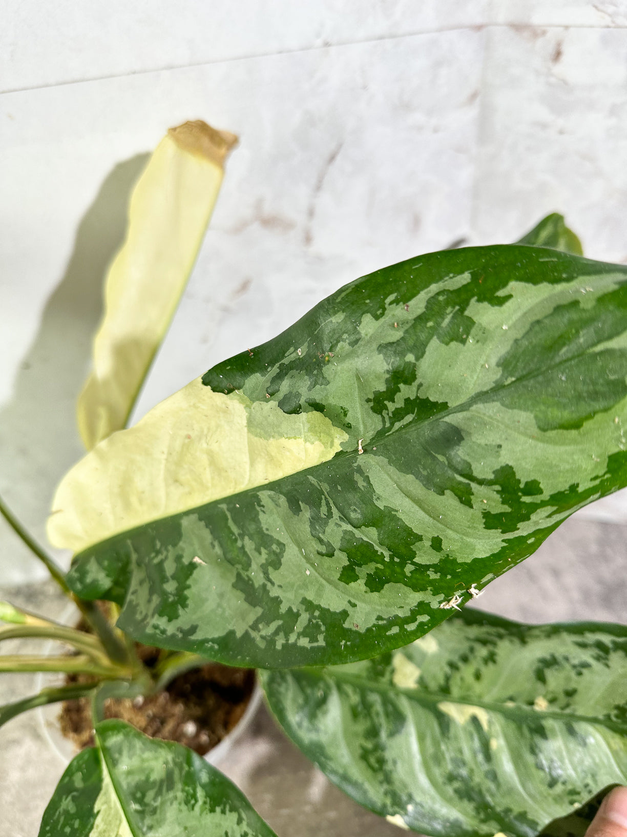 Aglaonema commutatum variegated (manila pride variegated) rooted