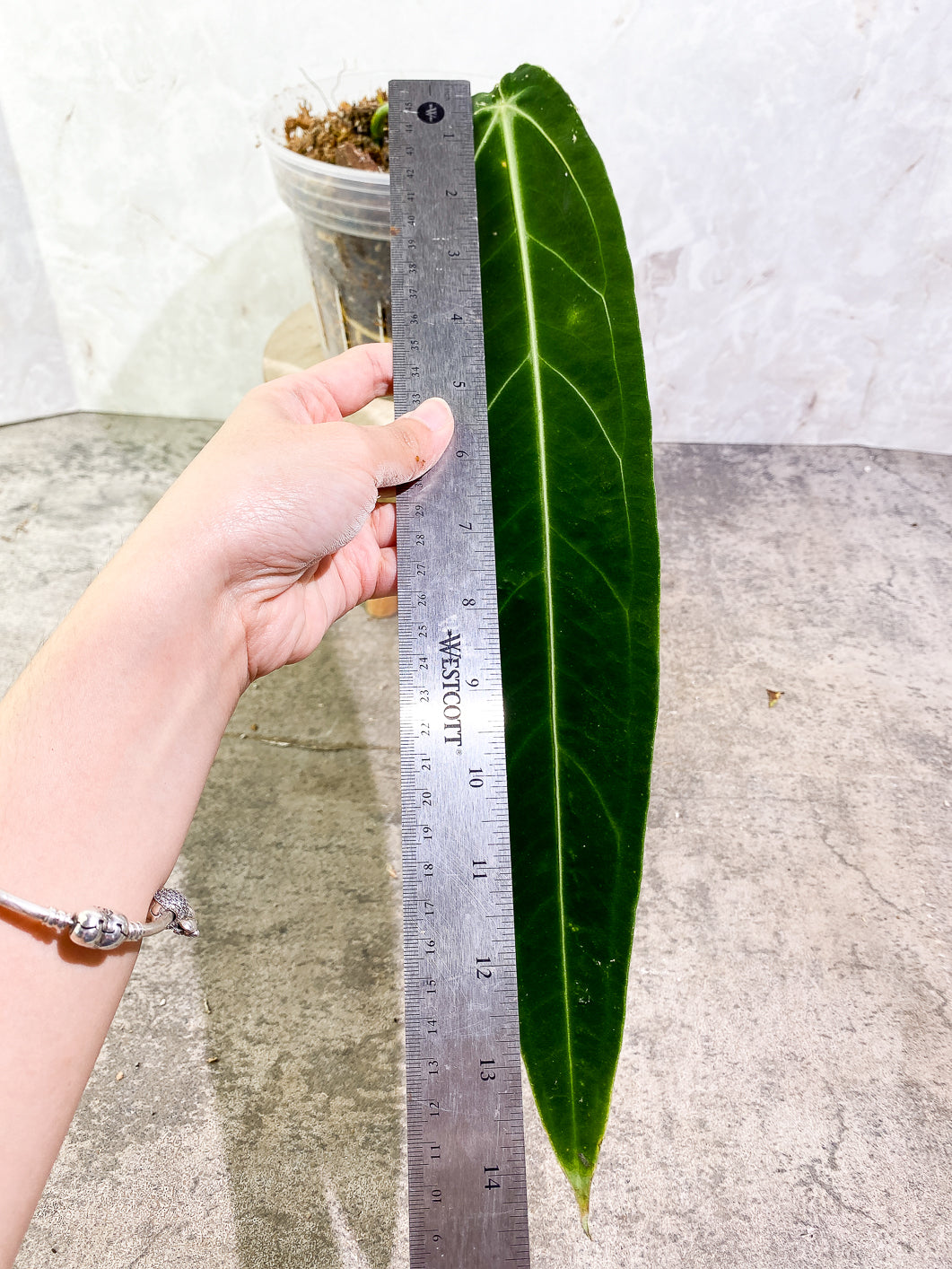 Anthurium Warocqueanum Dark super narrow  Rooted